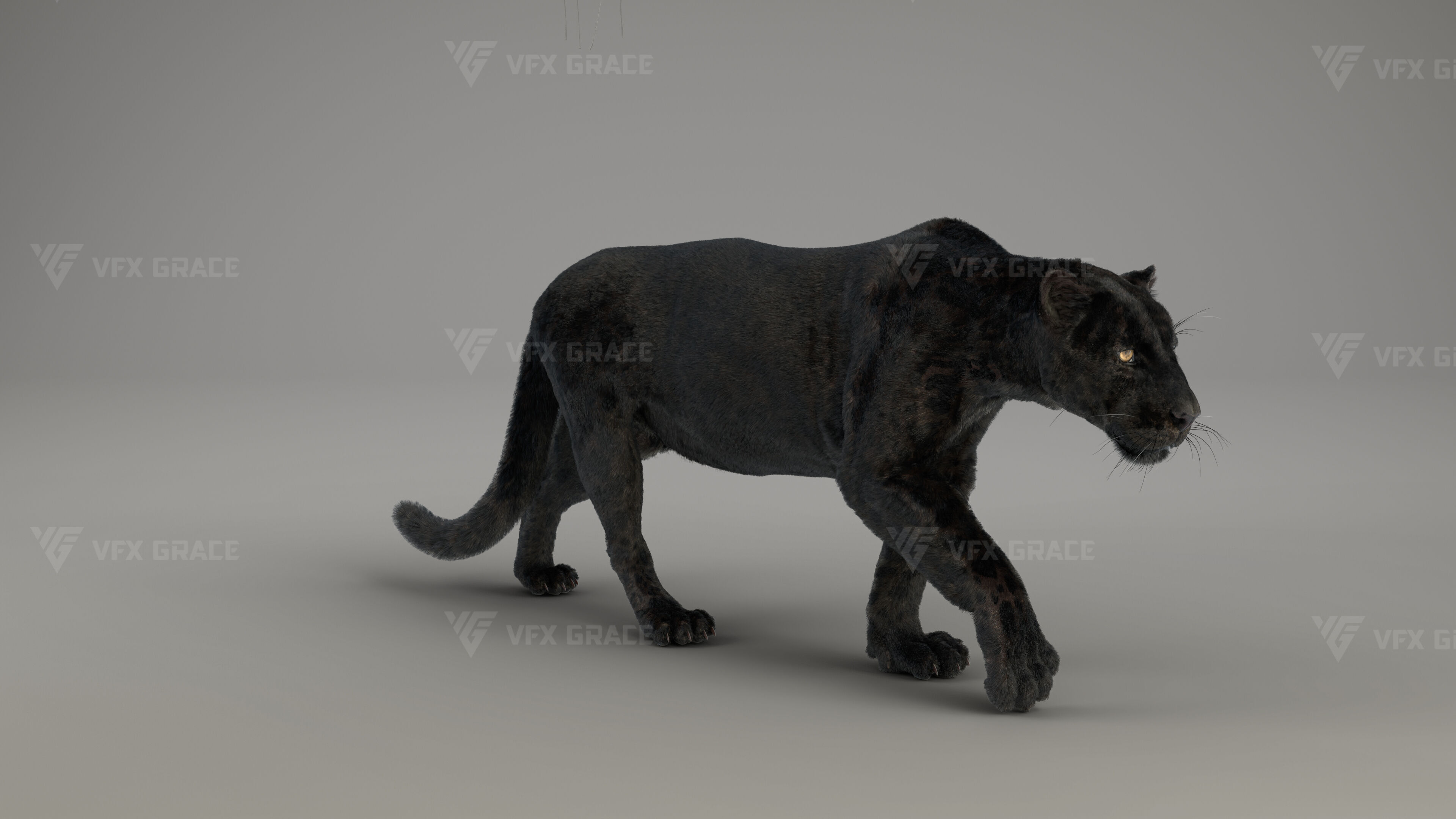 Black Jaguar 3D Blender 3D model_5