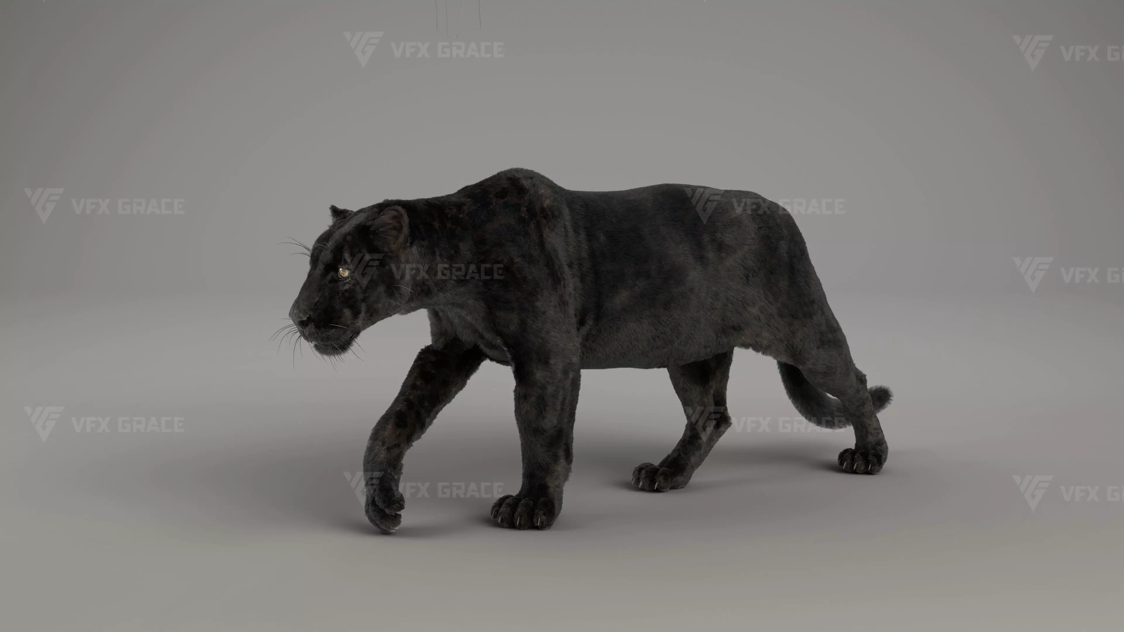Black Jaguar 3D Blender 3D model_0