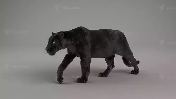 Black Jaguar 3D Blender 3D model