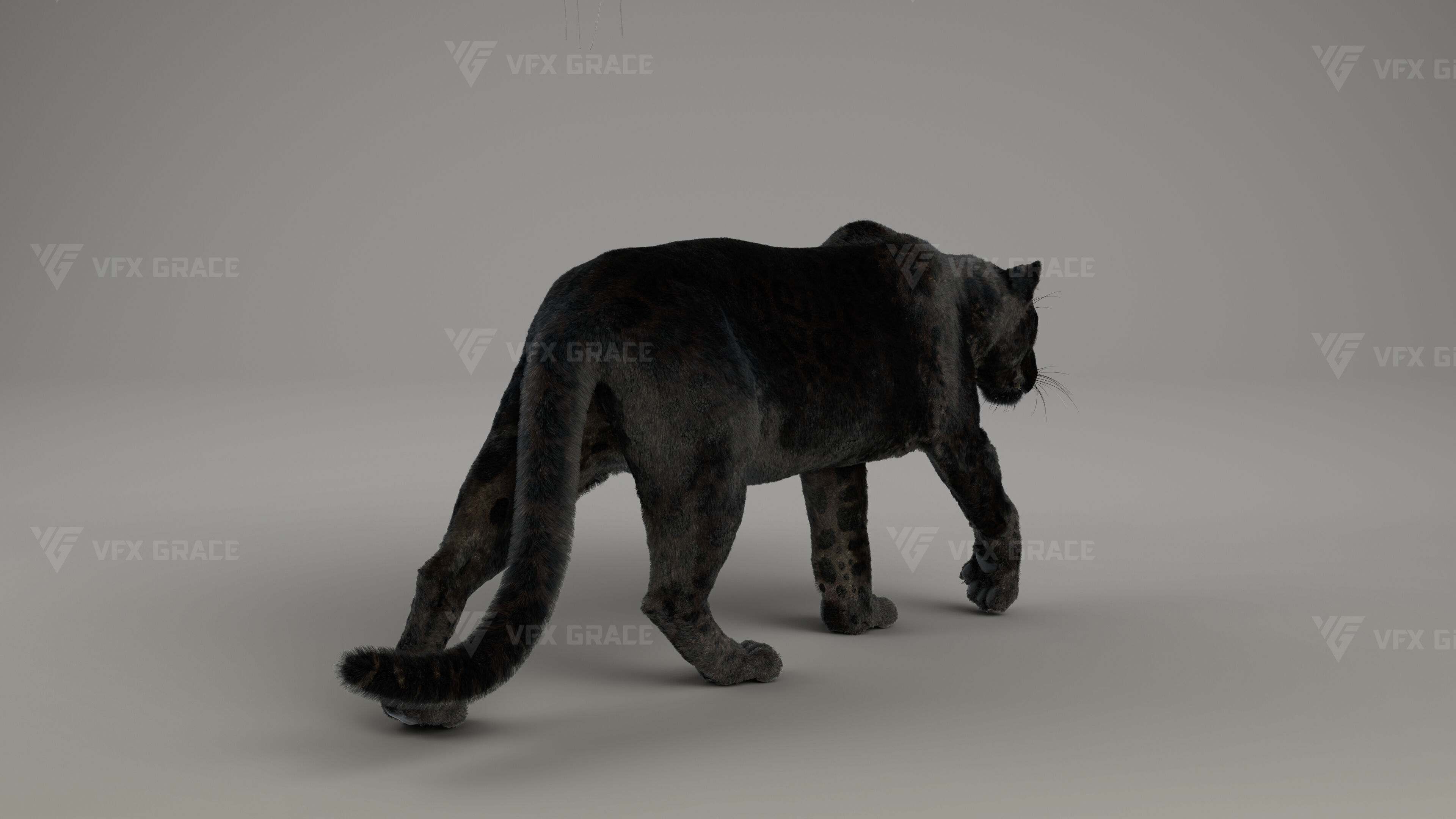 Black Jaguar 3D Blender 3D model_7