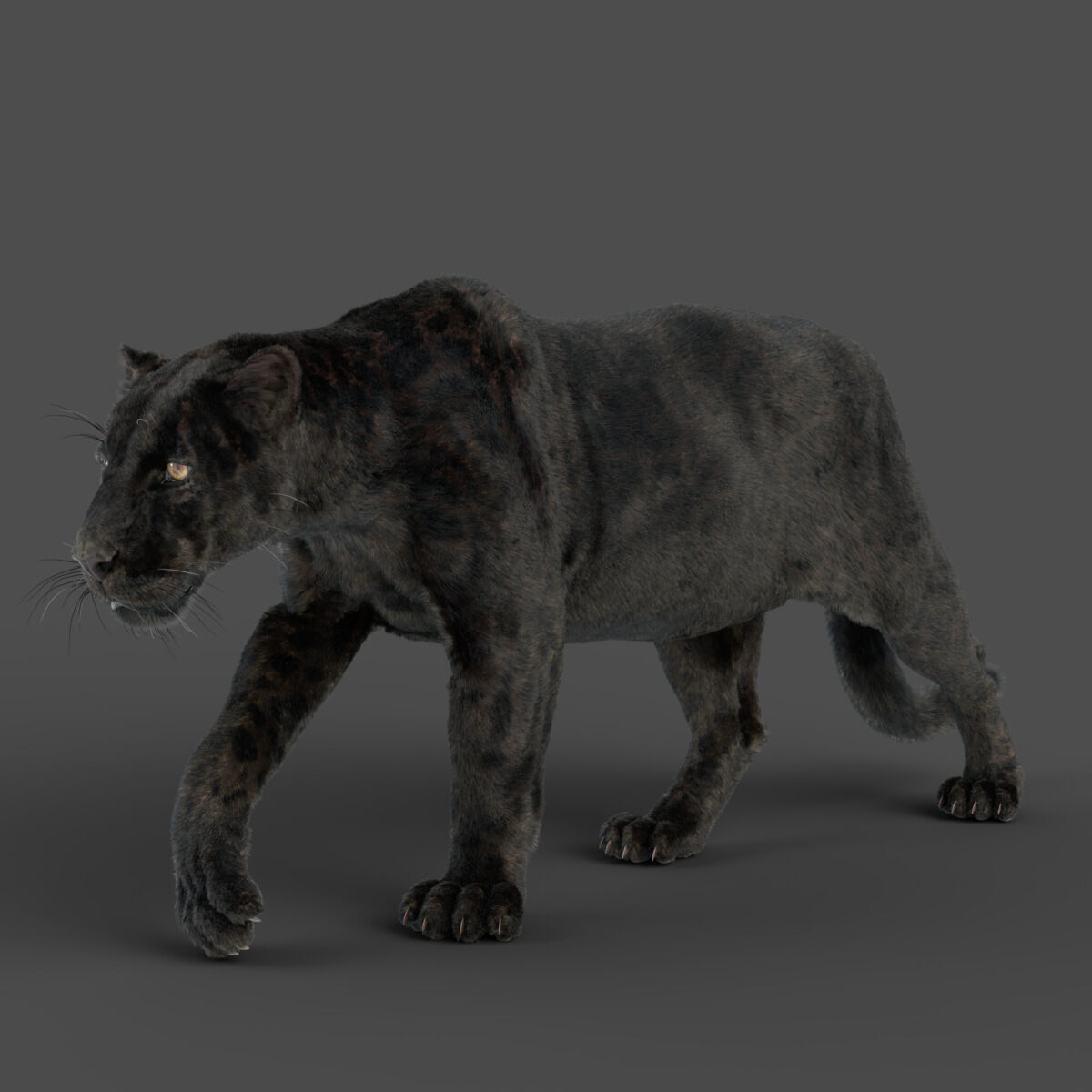 Black Jaguar 3D Blender 3D model_11