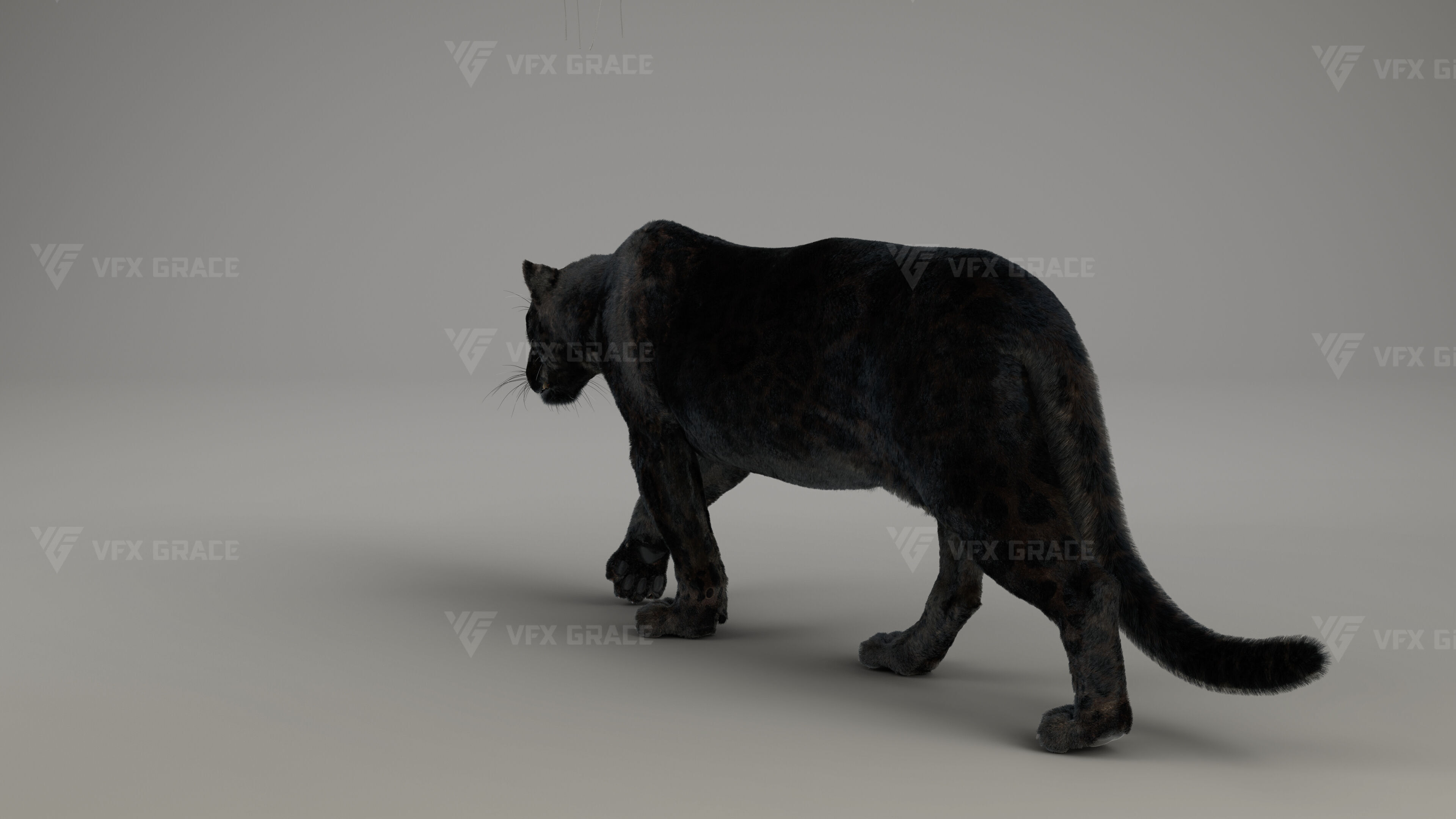 Black Jaguar 3D Blender 3D model_9