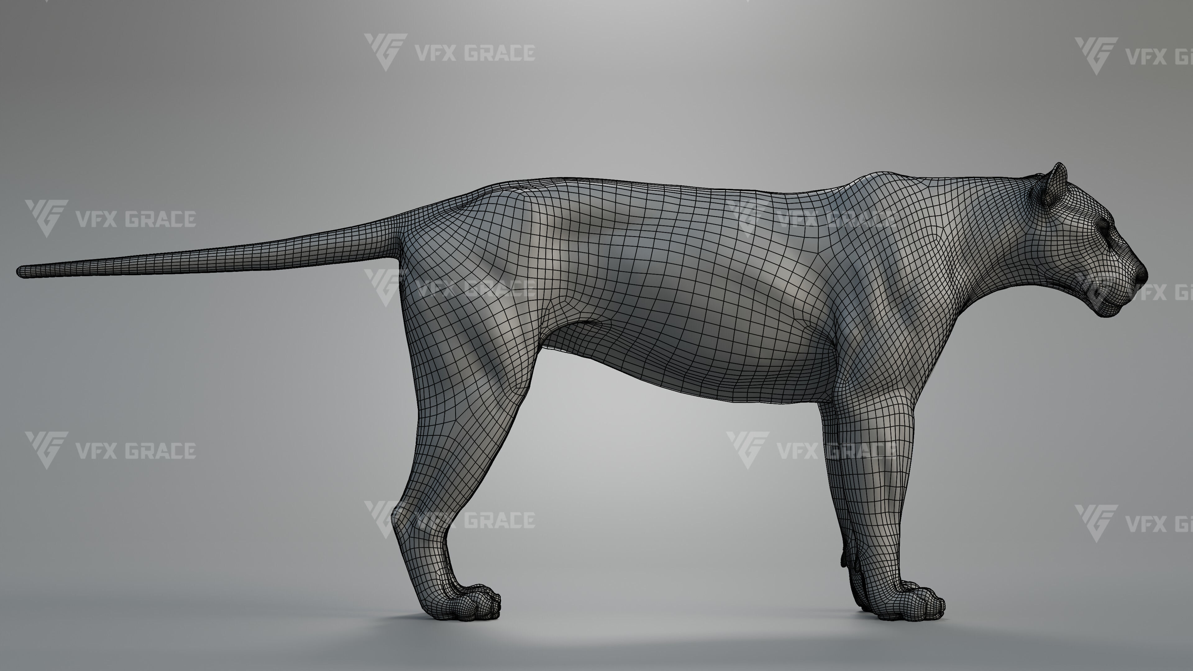 Bengal Tiger Animation - Blender 3D Model 3D model_12