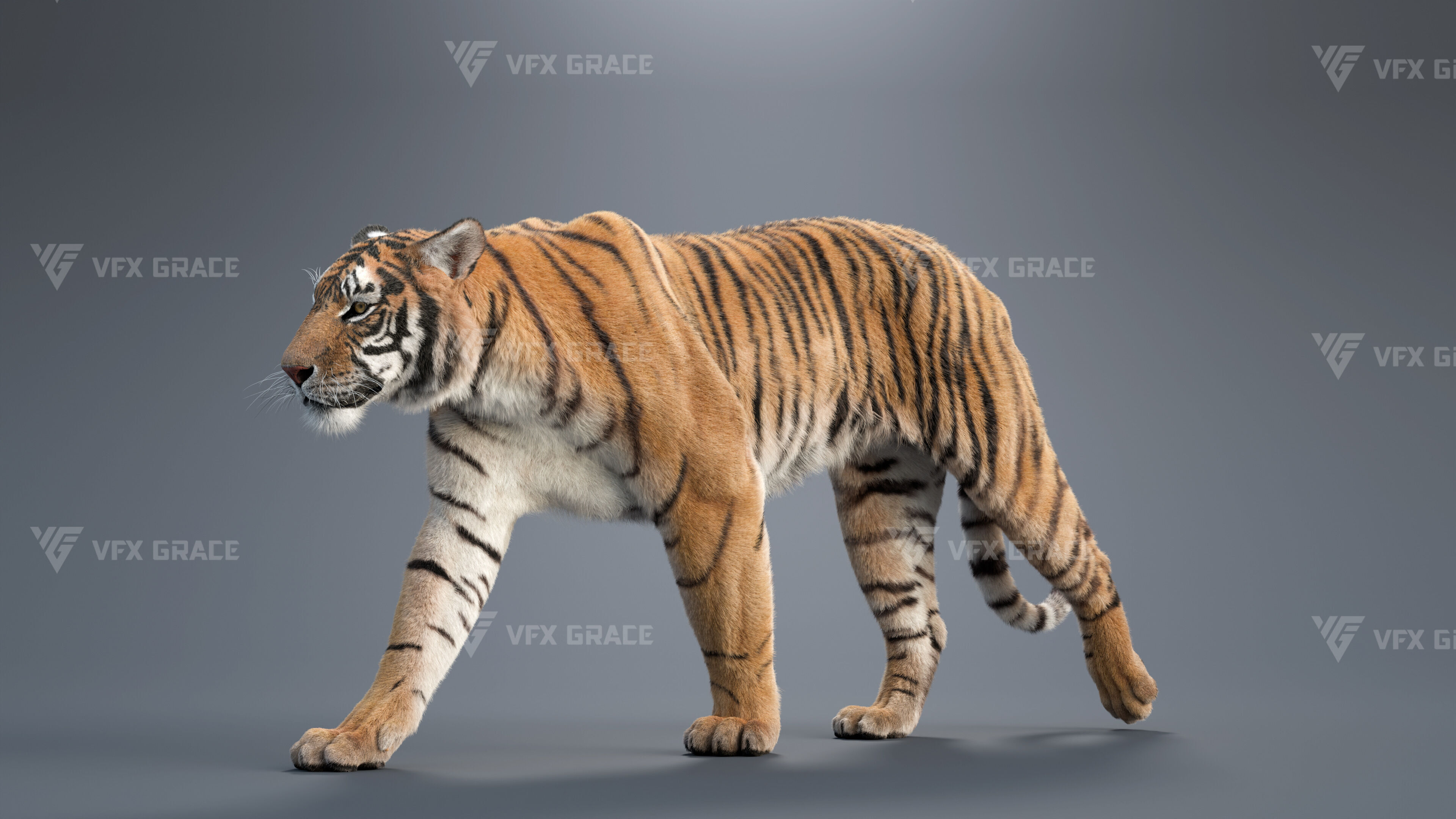 Bengal Tiger Animation - Blender 3D Model 3D model_10