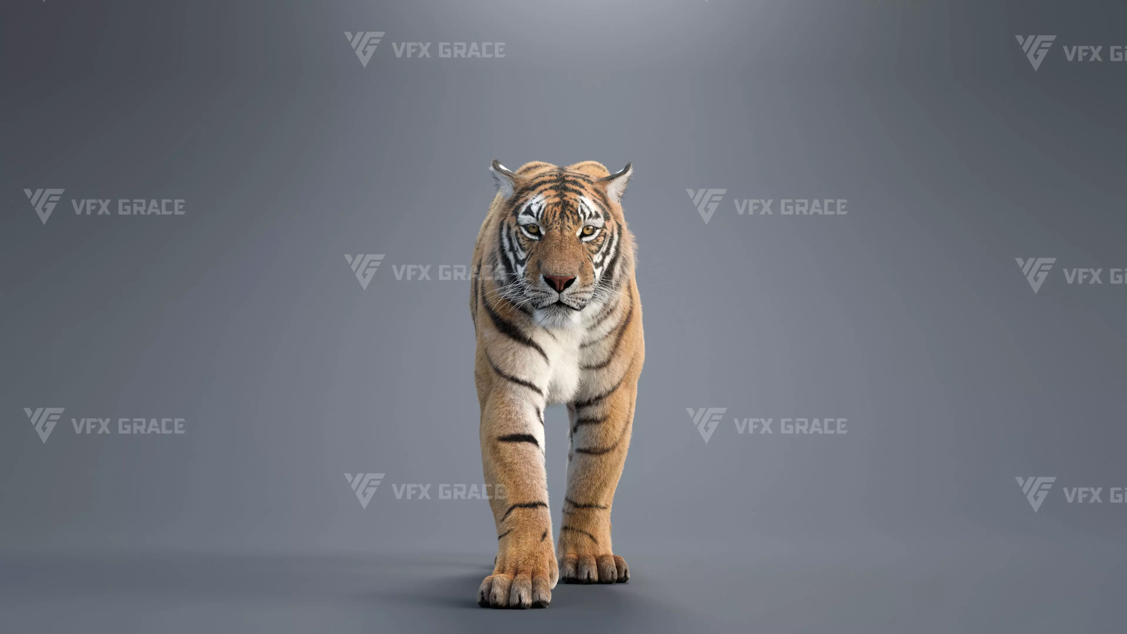 Bengal Tiger Animation - Blender 3D Model 3D model_0