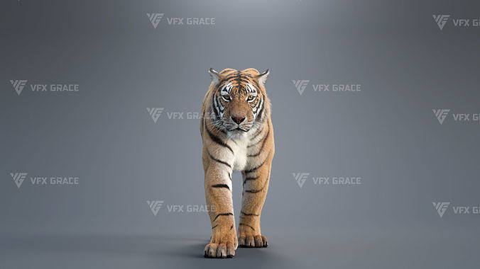 Bengal Tiger Animation - Blender 3D Model 3D model
