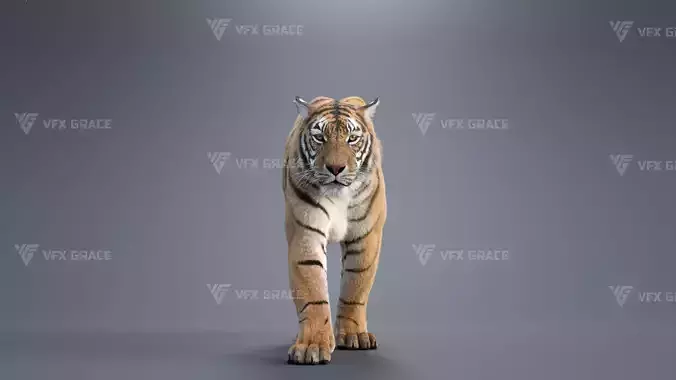 Bengal Tiger Animation - Blender 3D Model 3D model