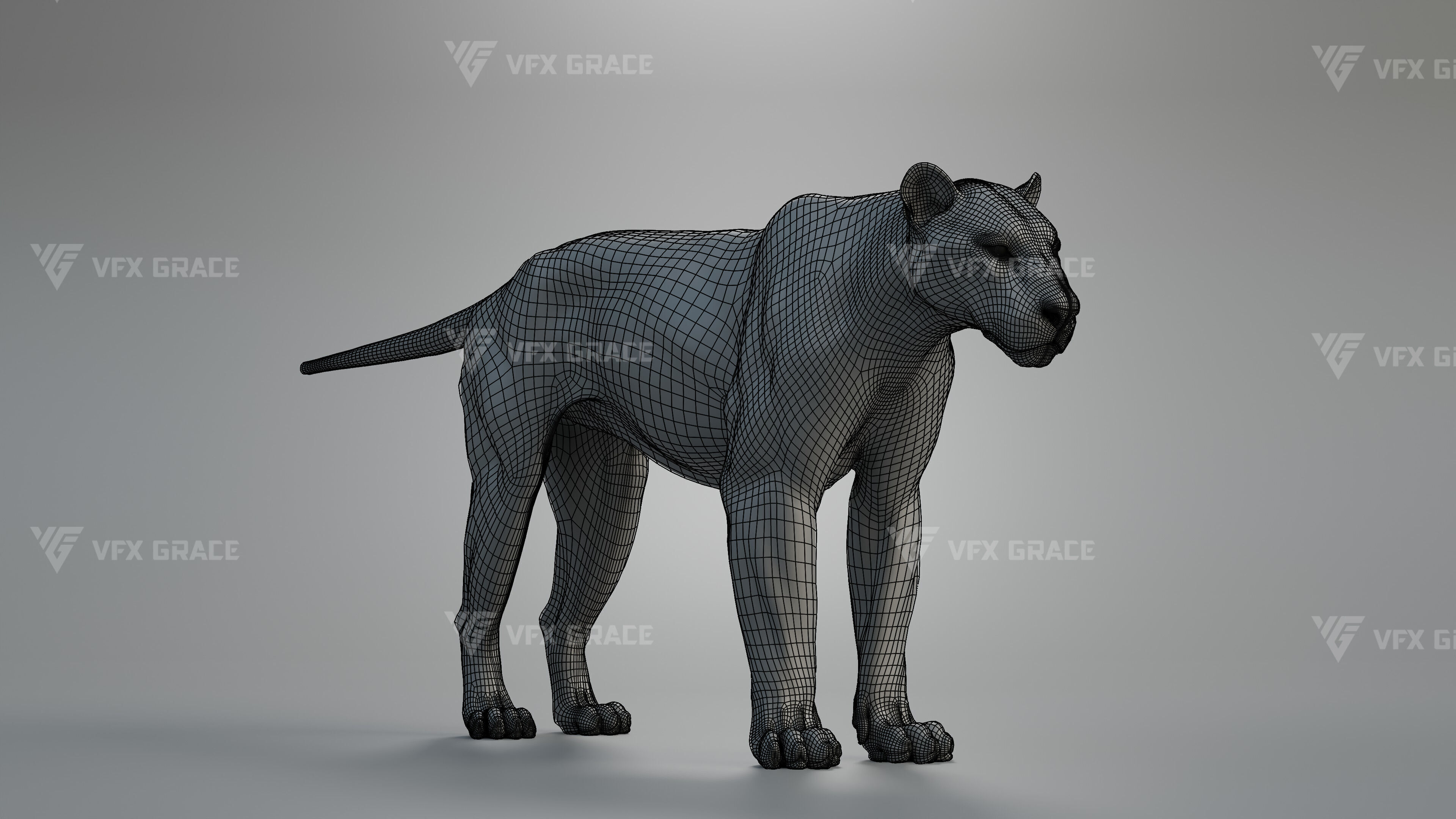 Bengal Tiger Animation - Blender 3D Model 3D model_11