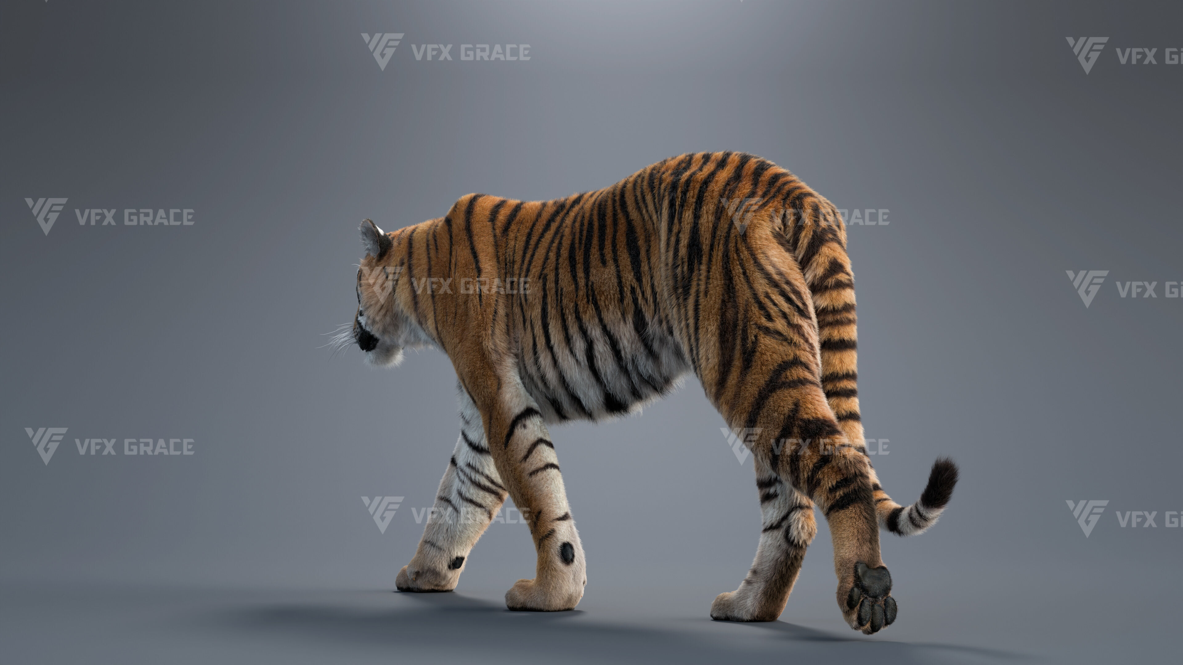 Bengal Tiger Animation - Blender 3D Model 3D model_8