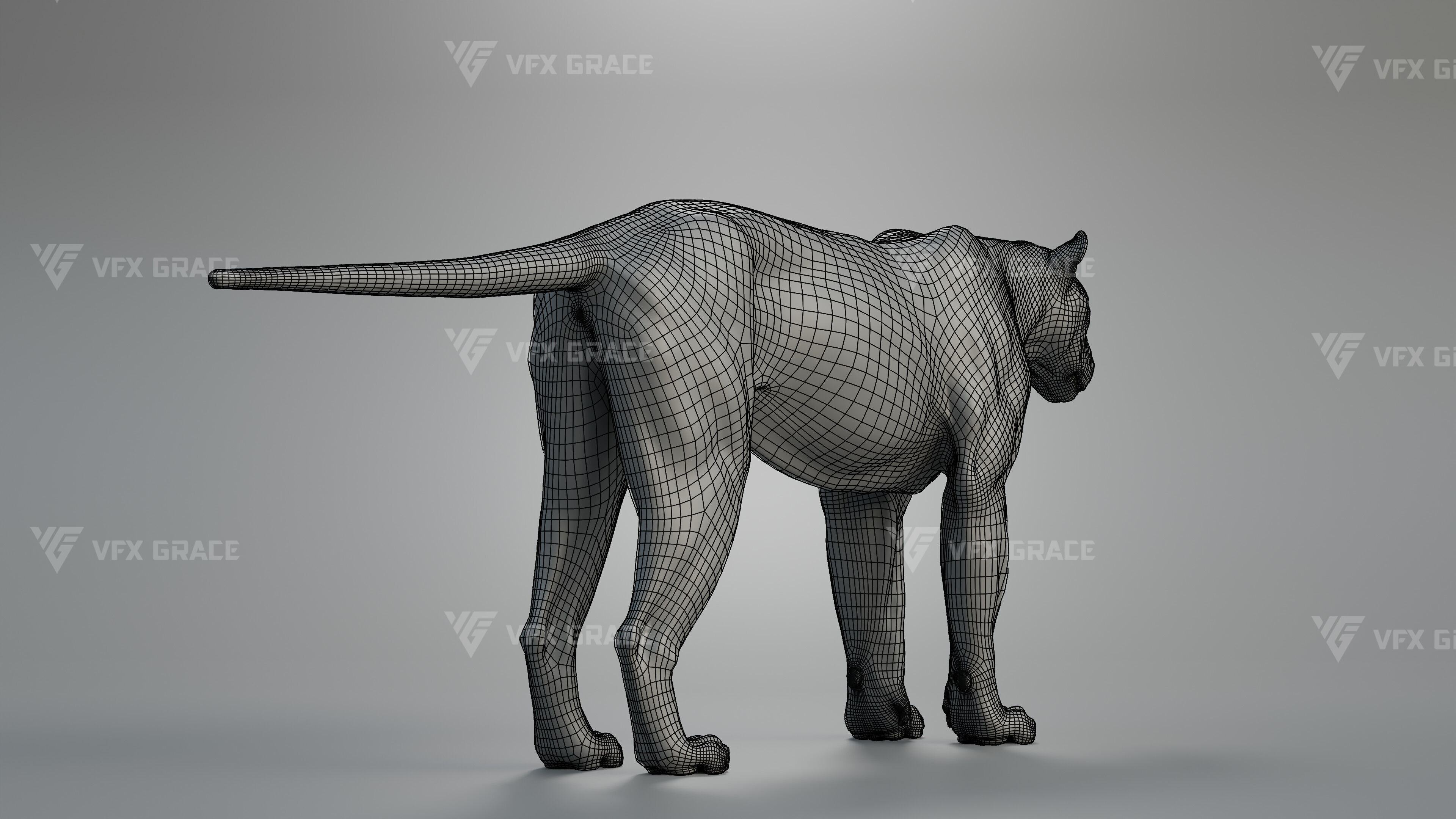 Bengal Tiger Animation - Blender 3D Model 3D model_13