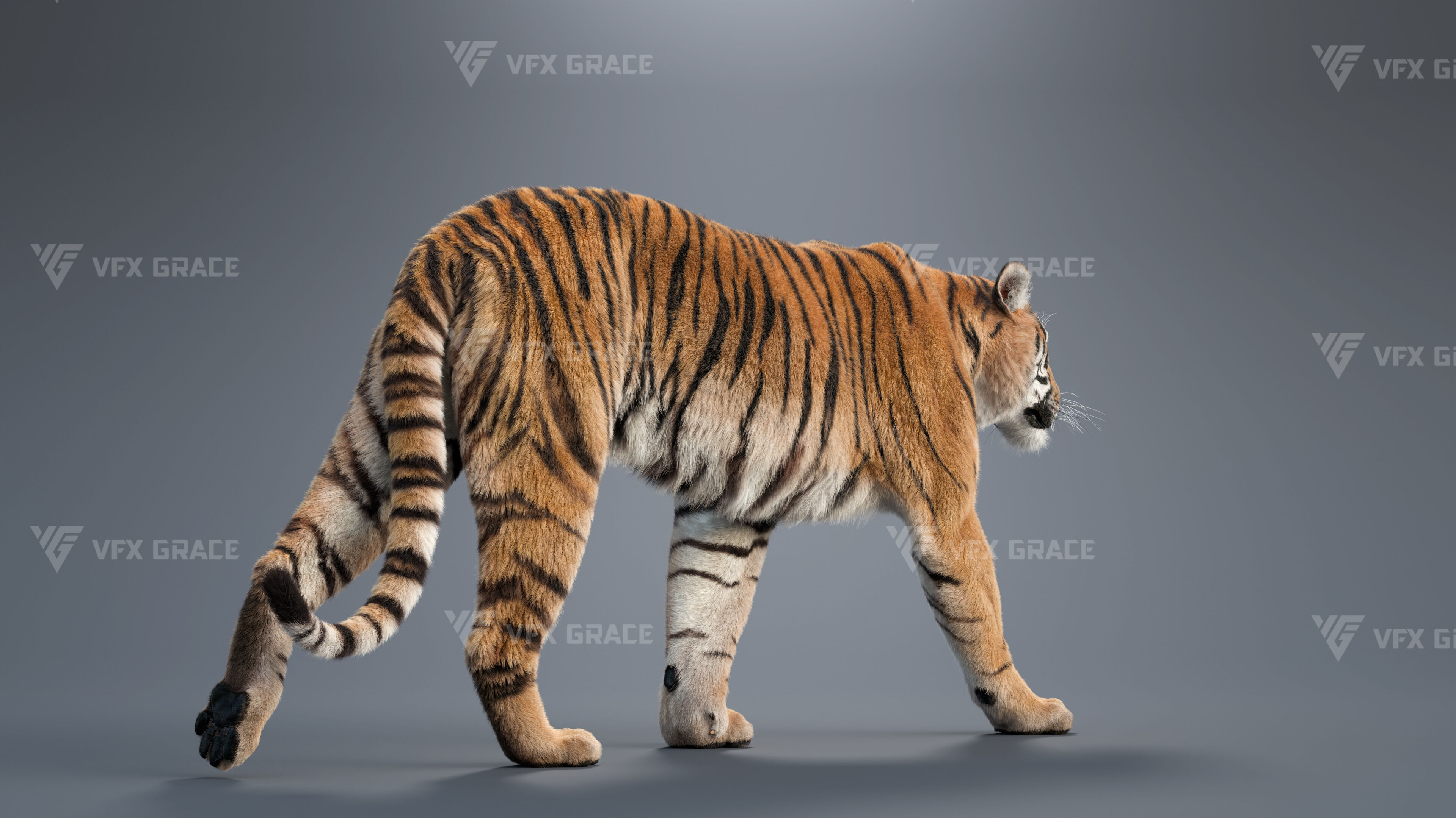 Bengal Tiger Animation - Blender 3D Model 3D model_7