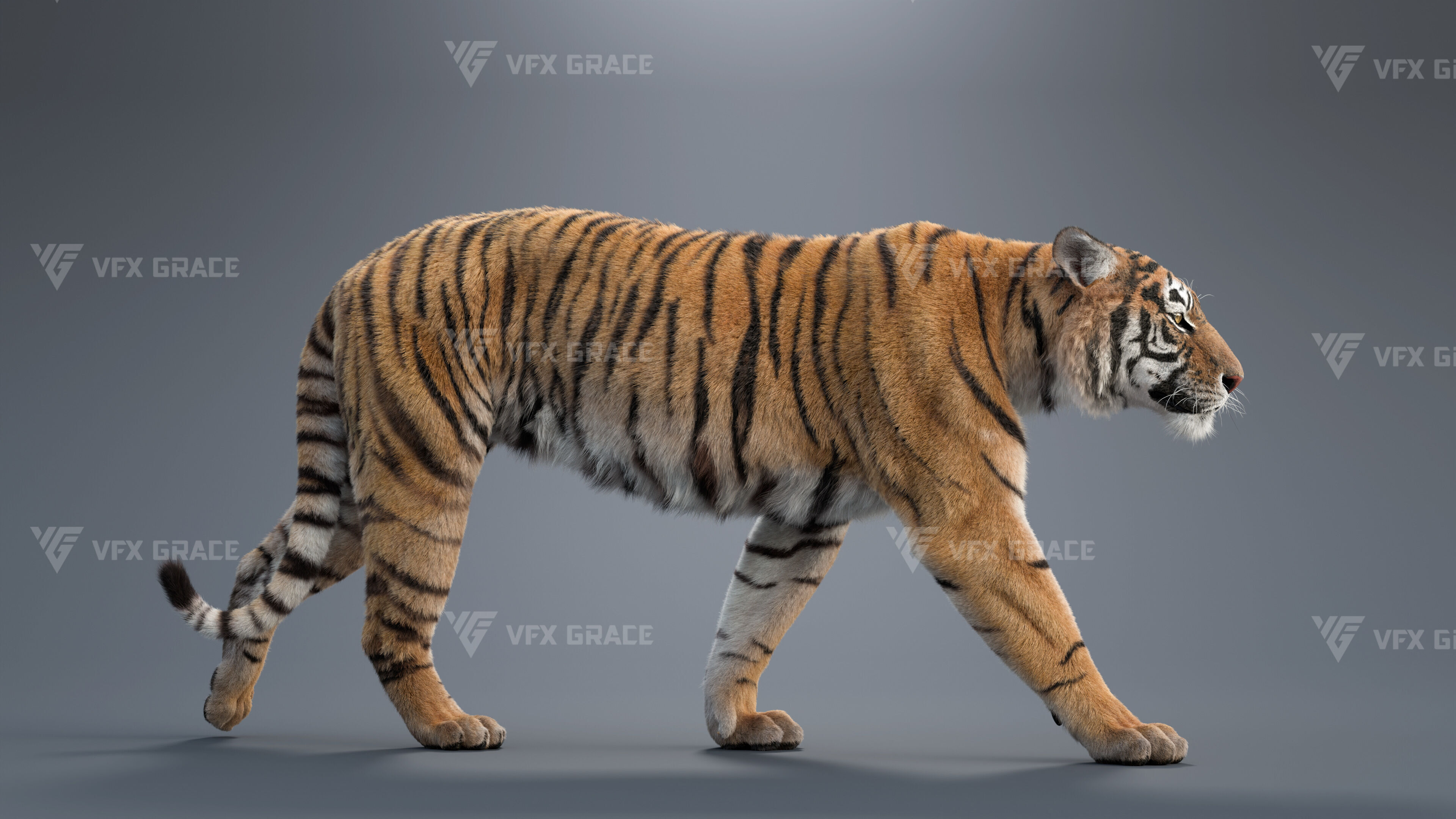Bengal Tiger Animation - Blender 3D Model 3D model_6