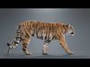 Bengal Tiger Animation - Blender 3D Model 3D model_1