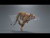 Bengal Tiger Animation - Blender 3D Model 3D model_2