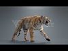 Bengal Tiger Animation - Blender 3D Model 3D model_4
