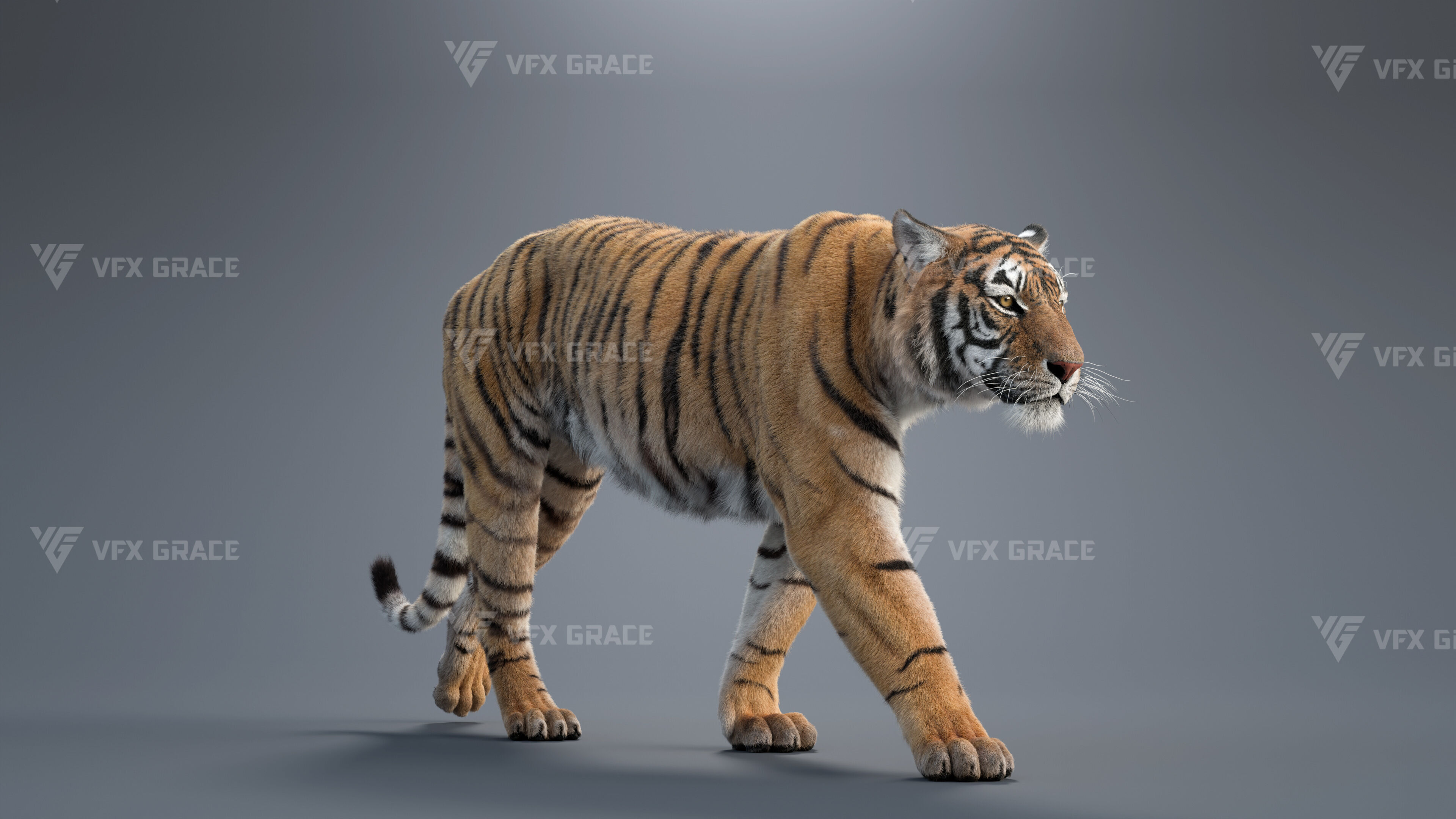 Bengal Tiger Animation - Blender 3D Model 3D model_5