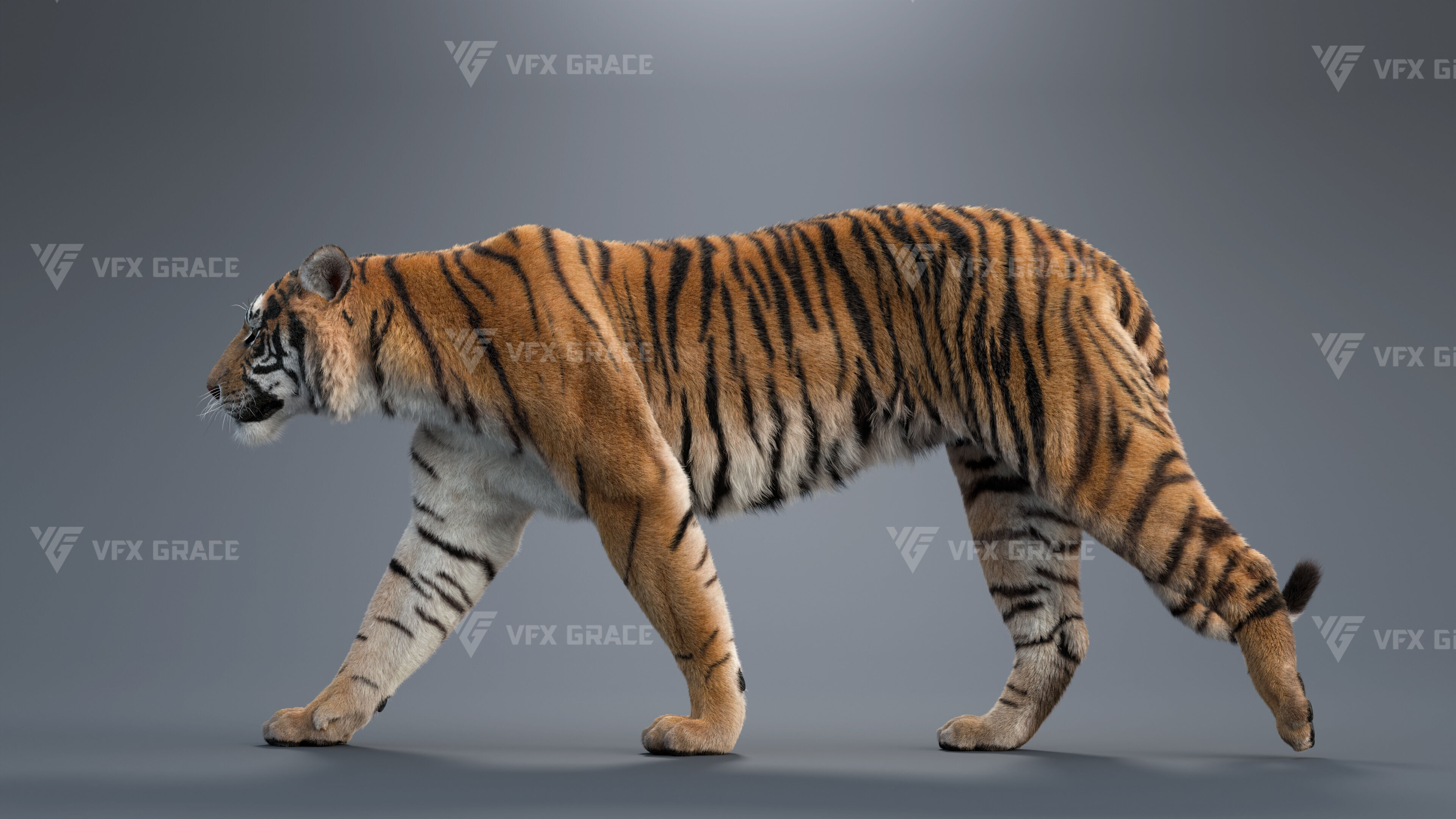 Bengal Tiger Animation - Blender 3D Model 3D model_9