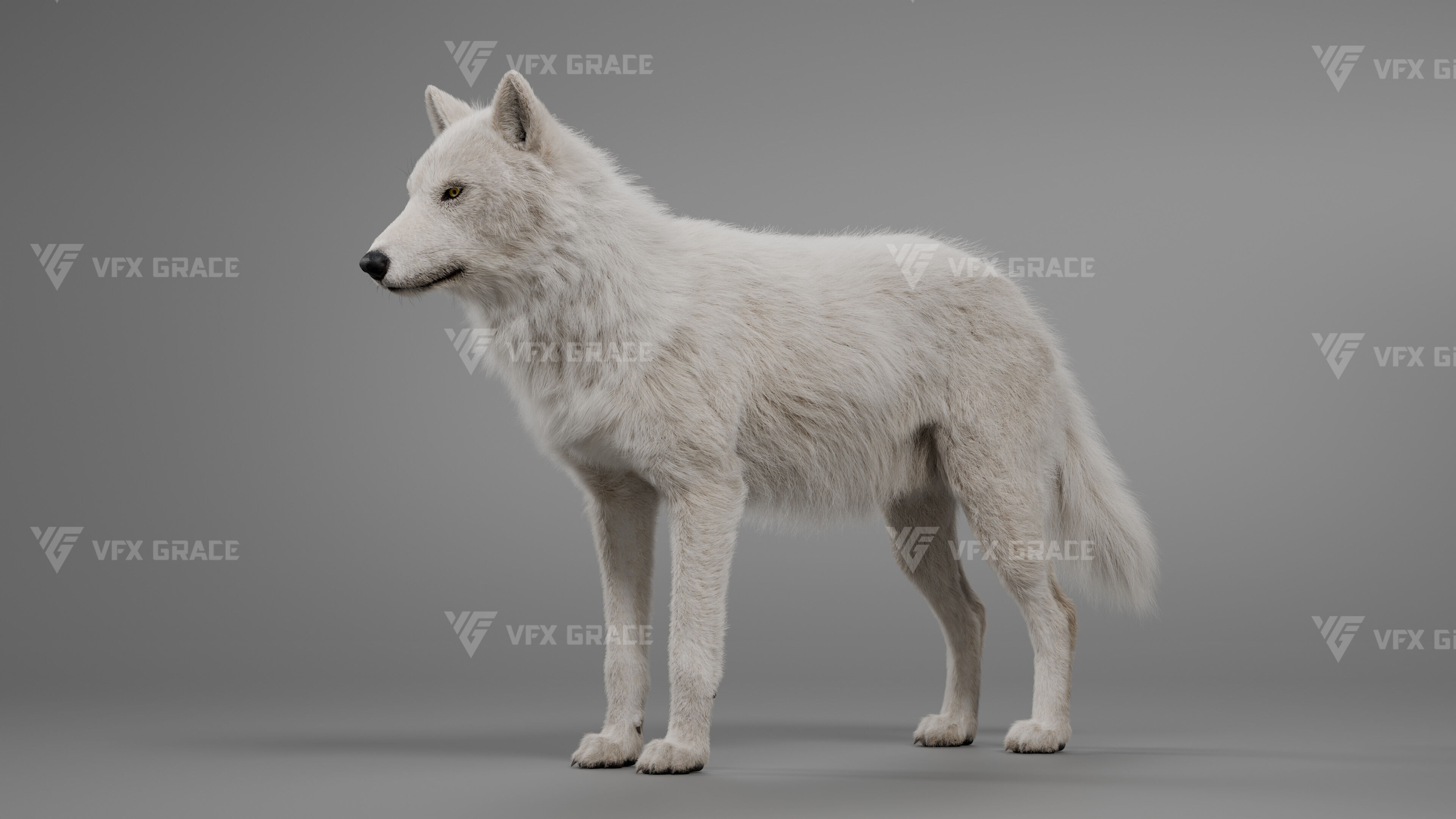 Arctic Wolf Animation - Blender 3D Model 3D model_10