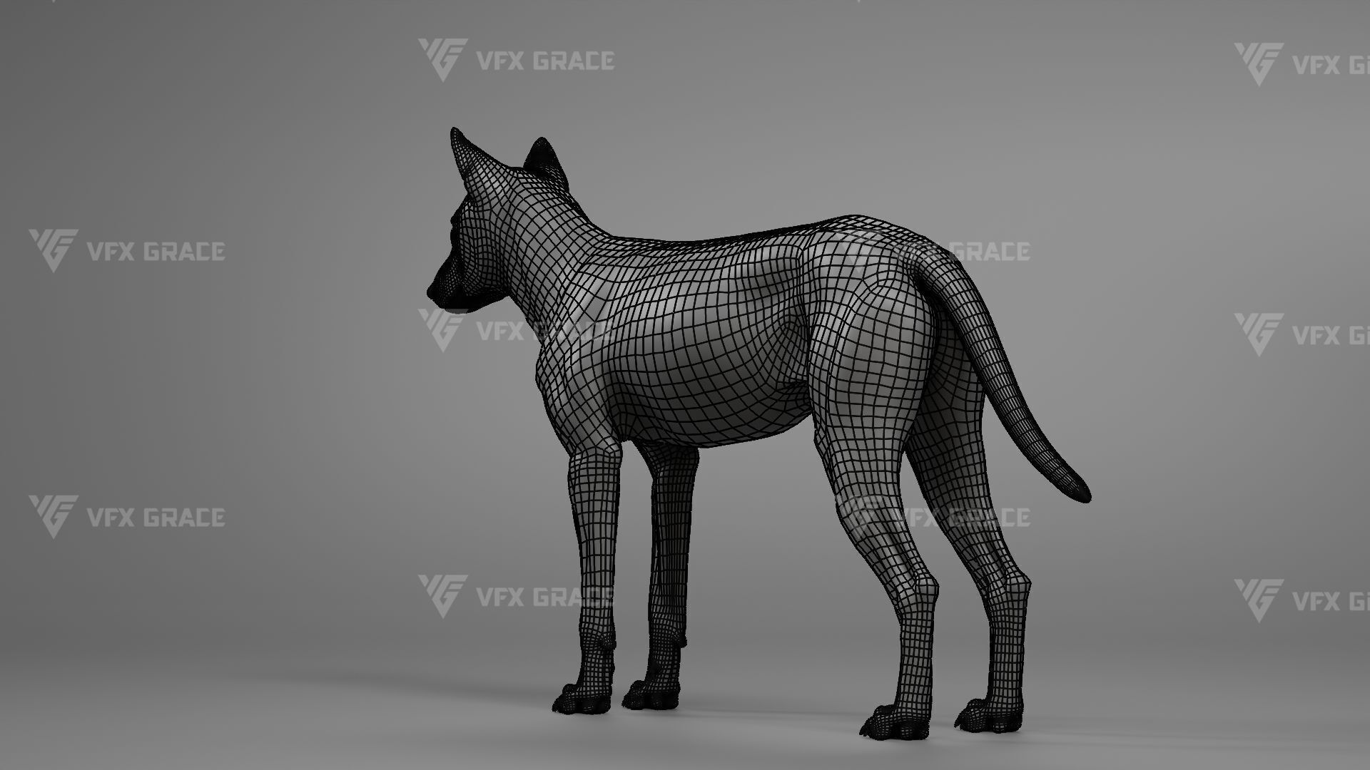Arctic Wolf Animation - Blender 3D Model 3D model_13