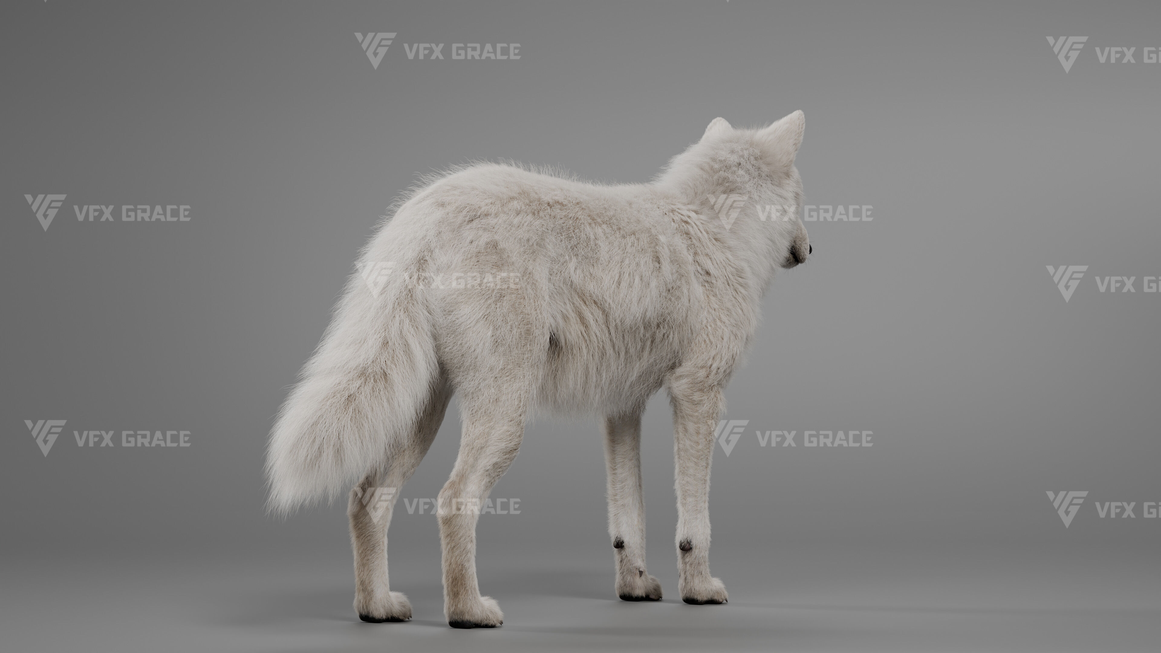 Arctic Wolf Animation - Blender 3D Model 3D model_7