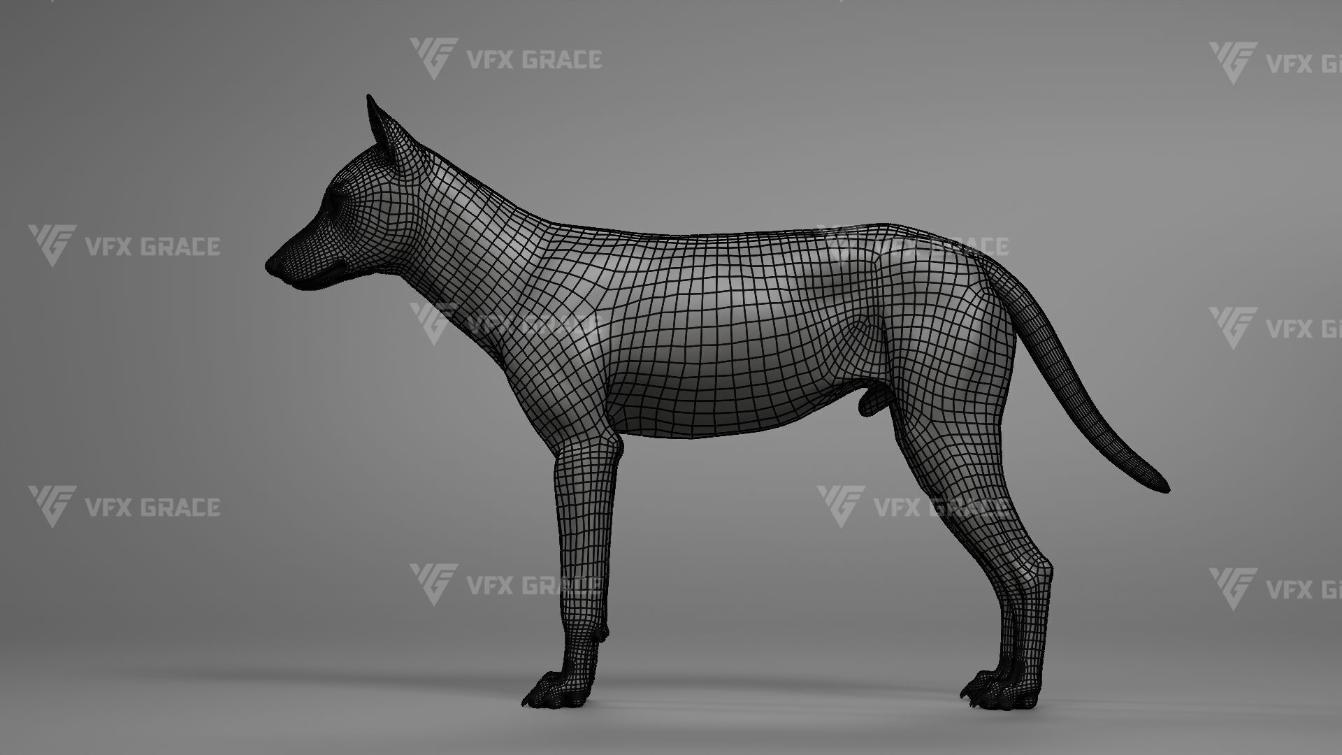 Arctic Wolf Animation - Blender 3D Model 3D model_12