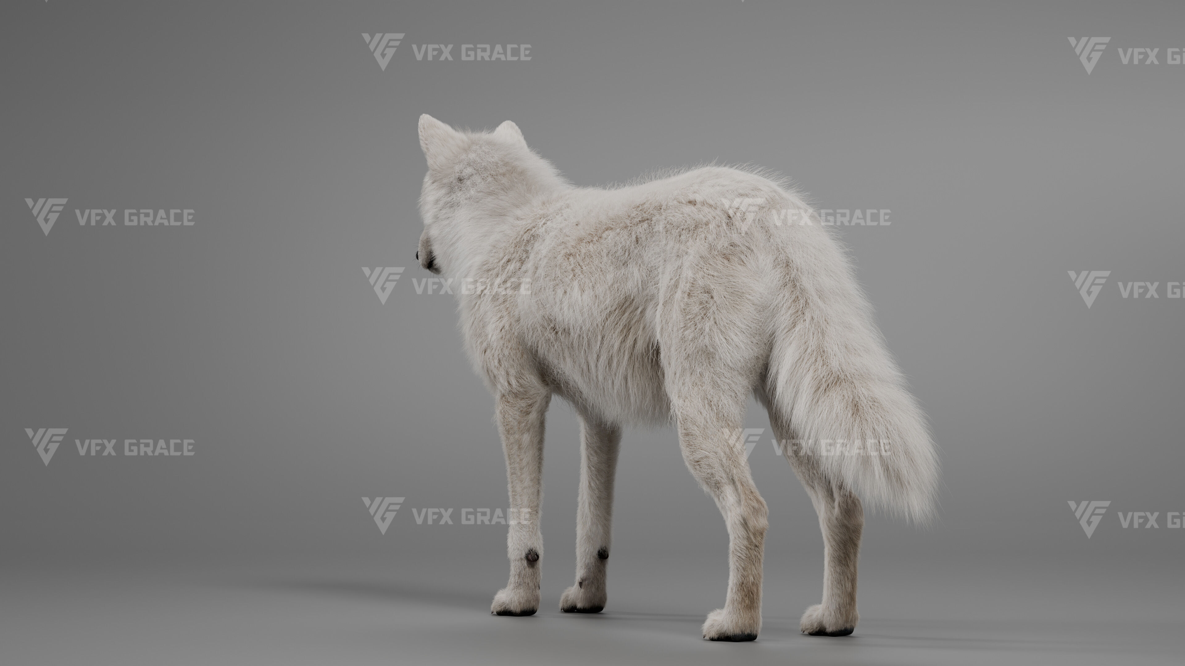 Arctic Wolf Animation - Blender 3D Model 3D model_8