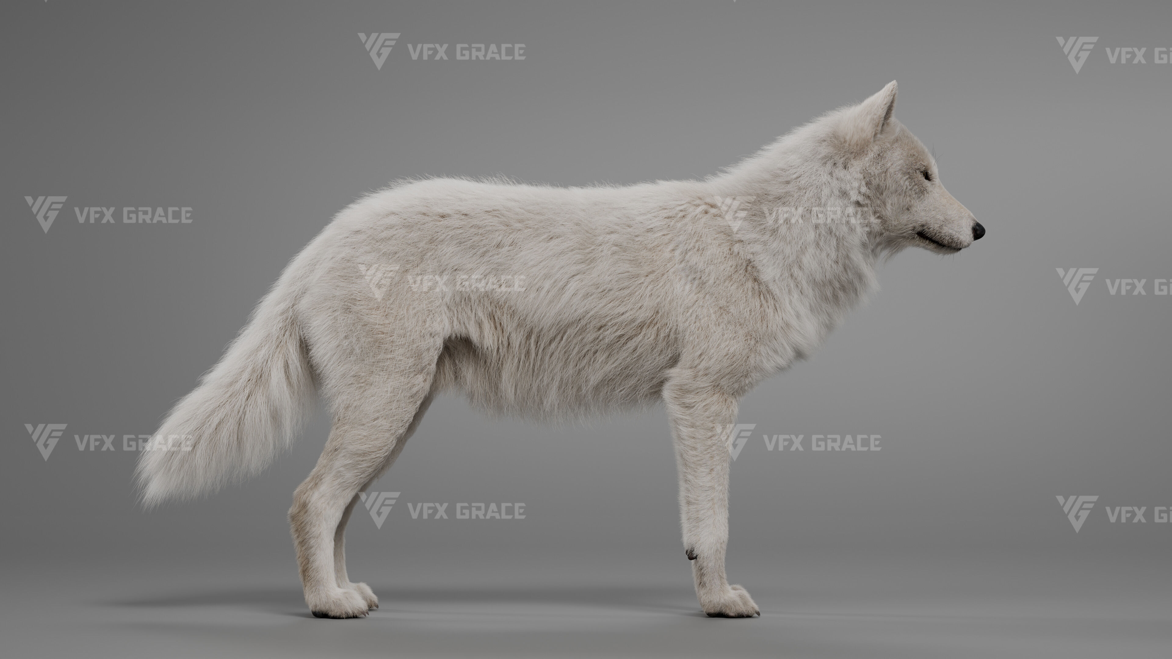 Arctic Wolf Animation - Blender 3D Model 3D model_6
