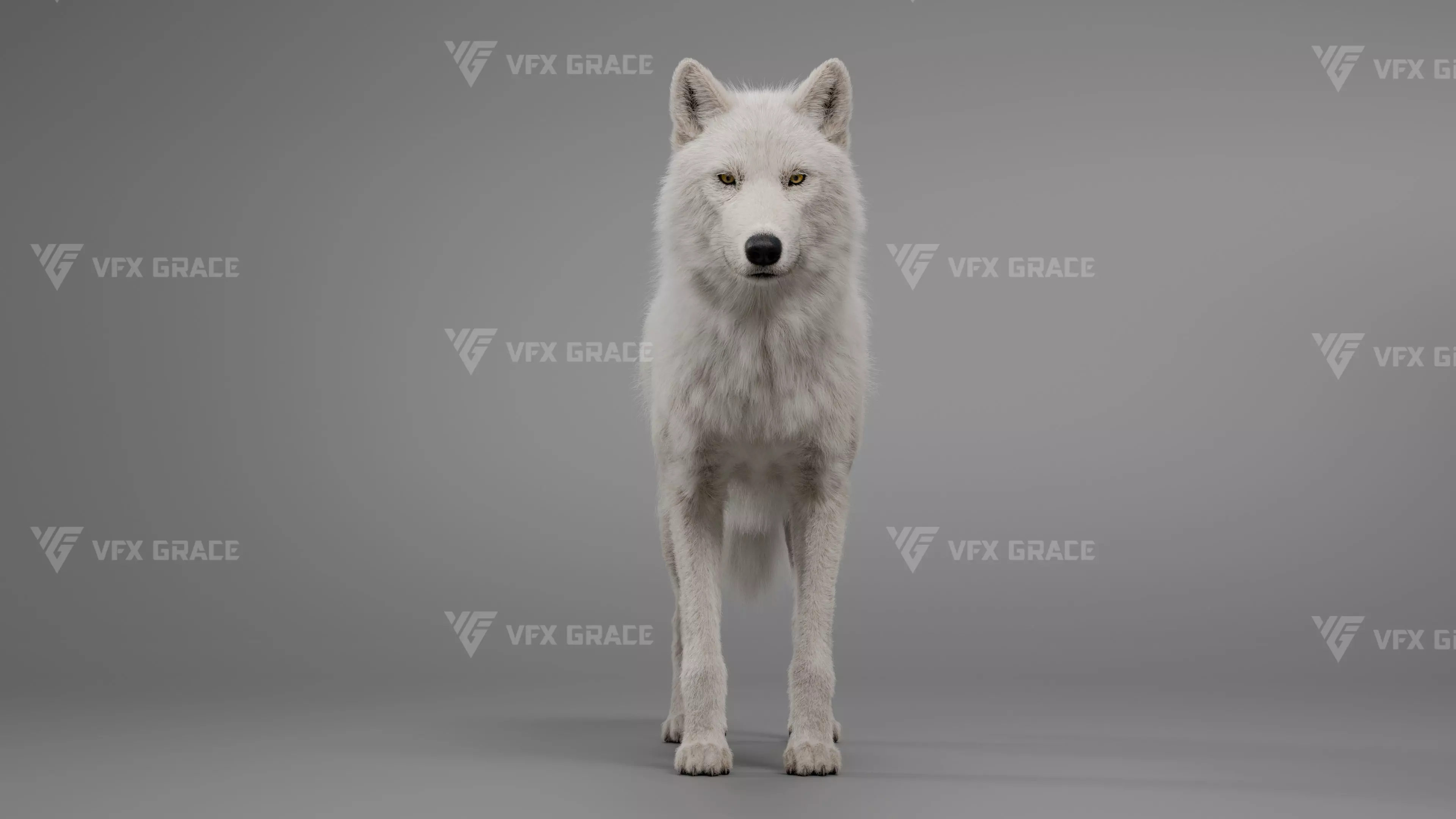 Arctic Wolf Animation - Blender 3D Model 3D model_0