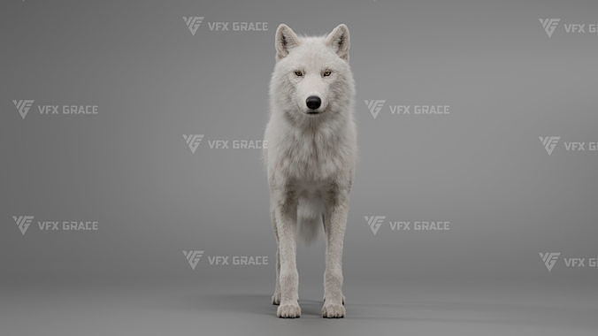 Arctic Wolf Animation - Blender 3D Model 3D model