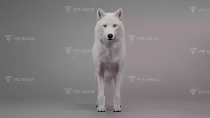 Arctic Wolf Animation - Blender 3D Model 3D model