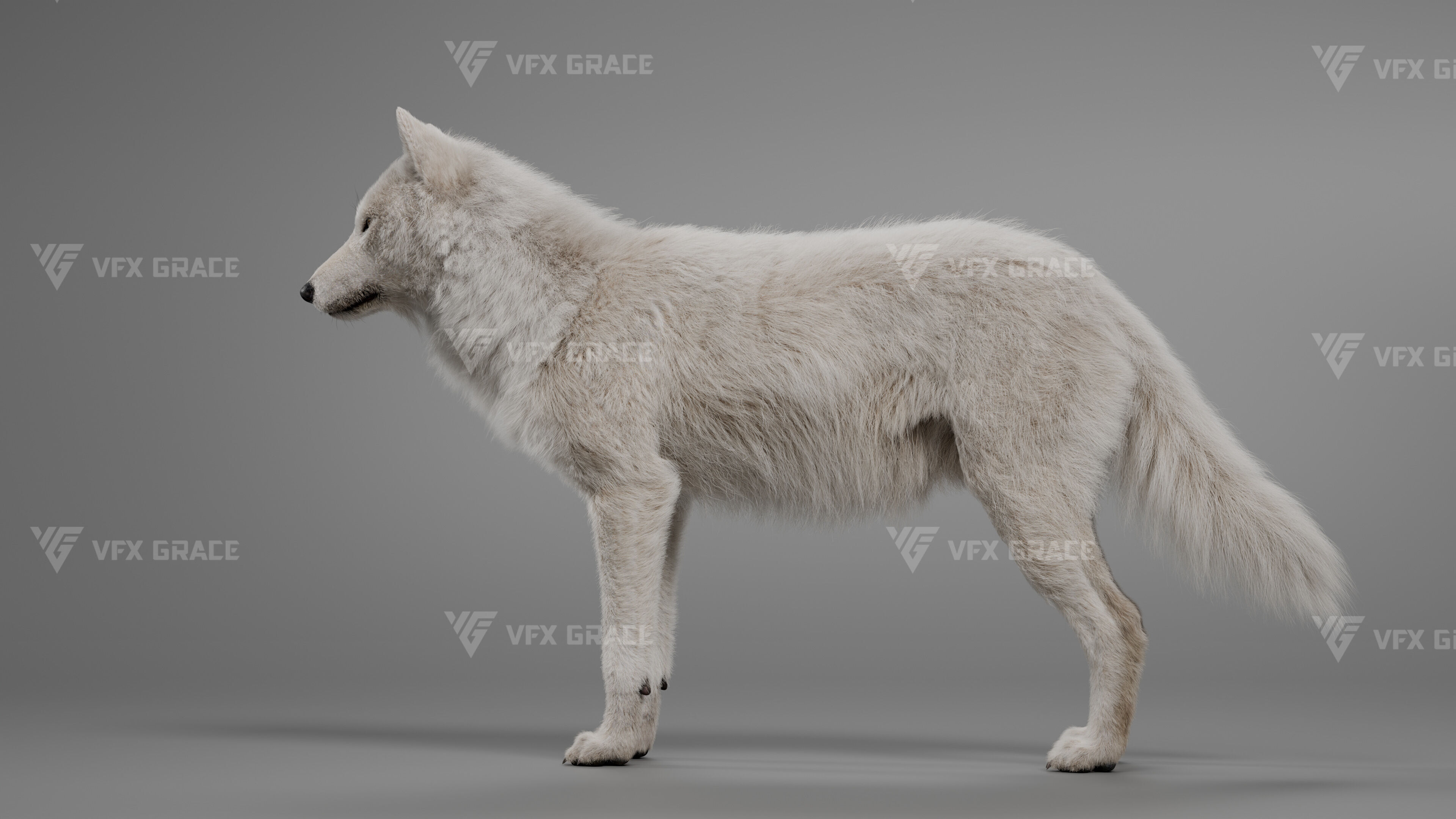 Arctic Wolf Animation - Blender 3D Model 3D model_9