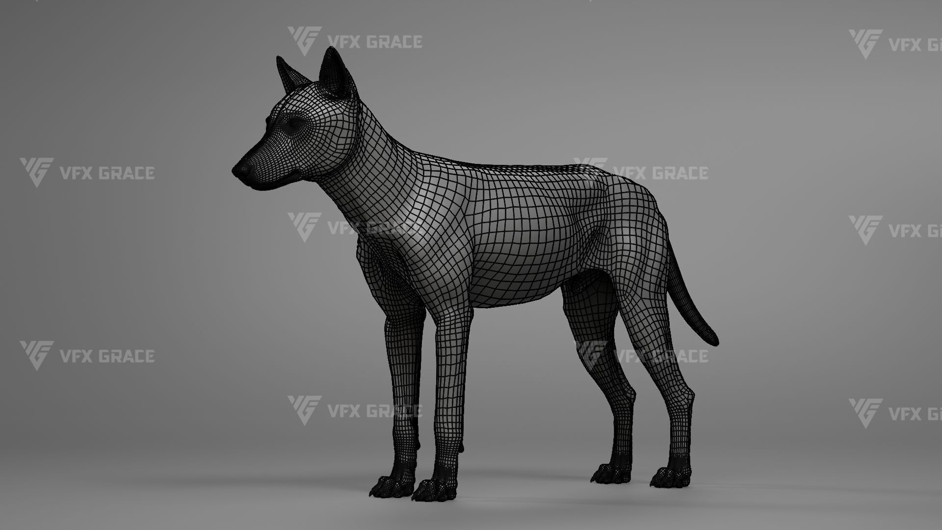 Arctic Wolf Animation - Blender 3D Model 3D model_11