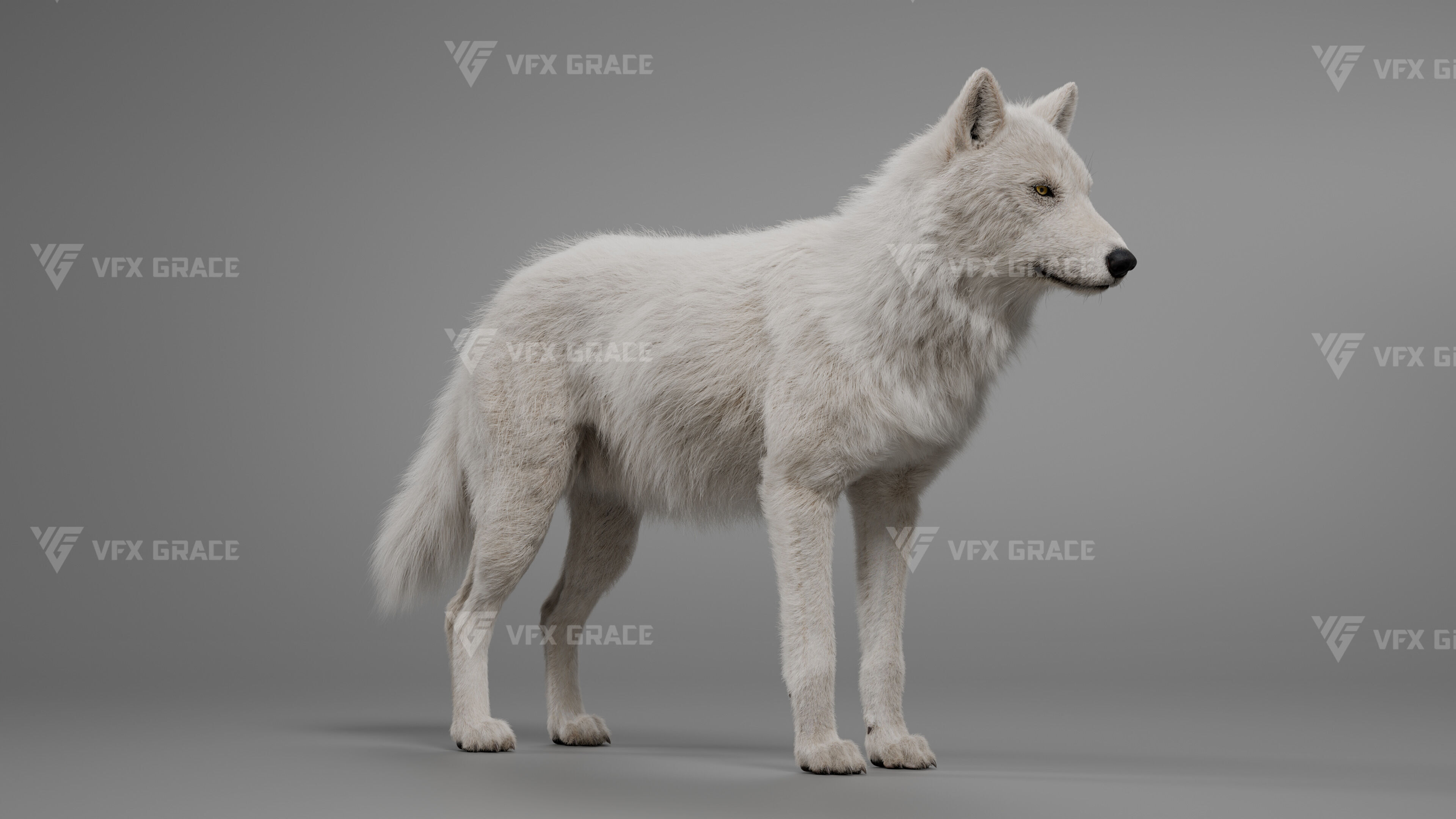 Arctic Wolf Animation - Blender 3D Model 3D model_5