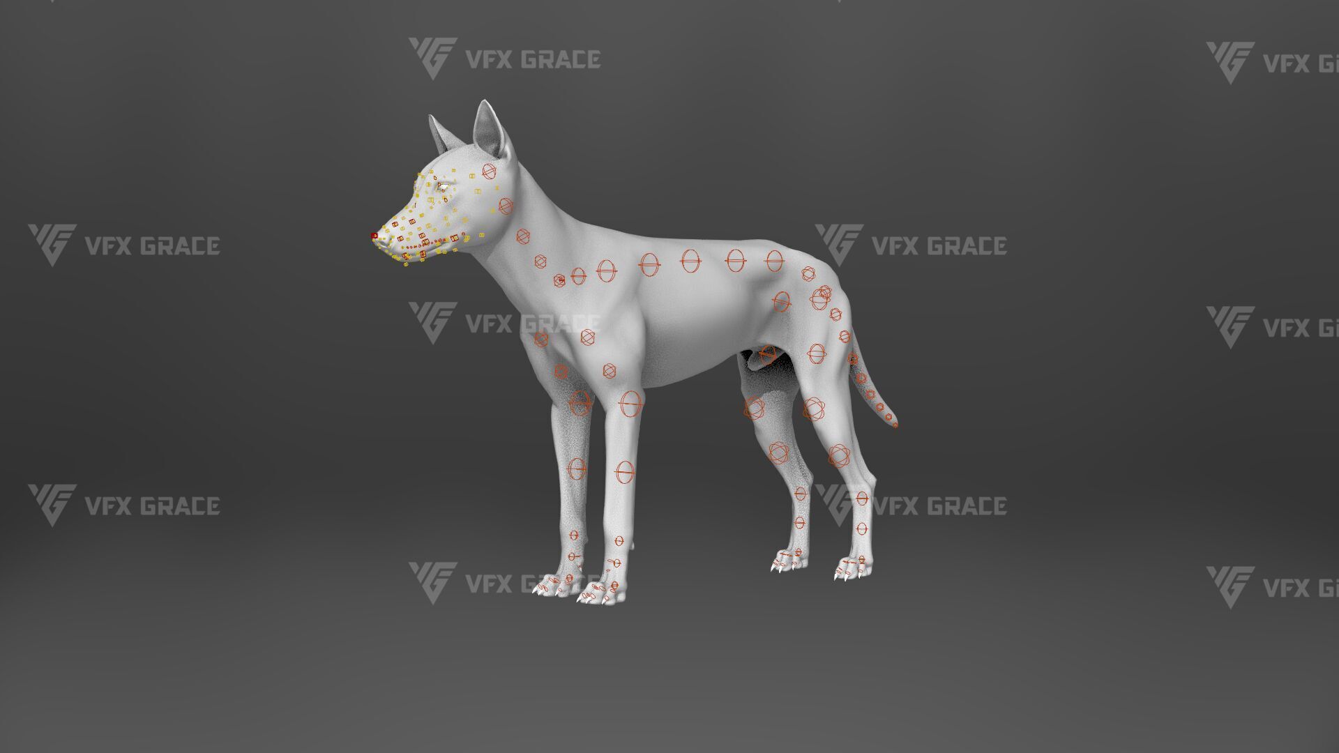 Arctic Wolf Animation - Blender 3D Model 3D model_16