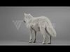 Arctic Wolf Animation - Blender 3D Model 3D model_1
