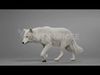 Arctic Wolf Animation - Blender 3D Model 3D model_2