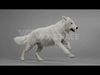 Arctic Wolf Animation - Blender 3D Model 3D model_3