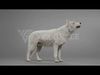 Arctic Wolf Animation - Blender 3D Model 3D model_4