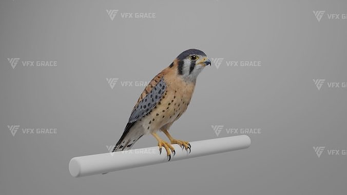 American Kestrel Animation 3D Model Rigged for Blender 3D model