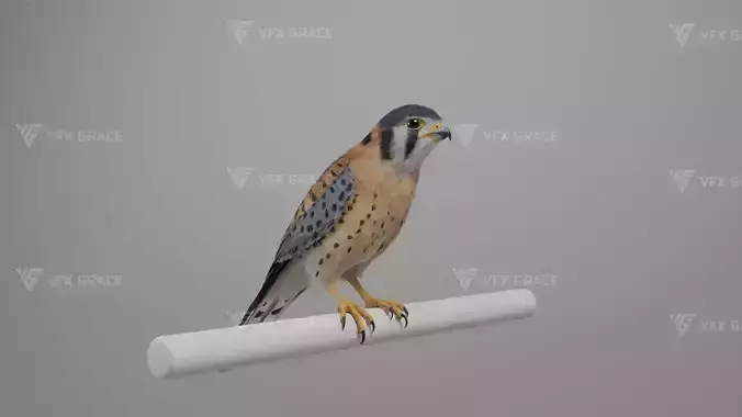 American Kestrel Animation 3D Model Rigged for Blender