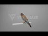 American Kestrel Animation 3D Model Rigged for Blender 3D model_1