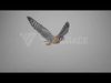 American Kestrel Animation 3D Model Rigged for Blender 3D model_2
