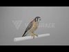 American Kestrel Animation 3D Model Rigged for Blender 3D model_4