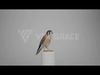 American Kestrel Animation 3D Model Rigged for Blender 3D model_5