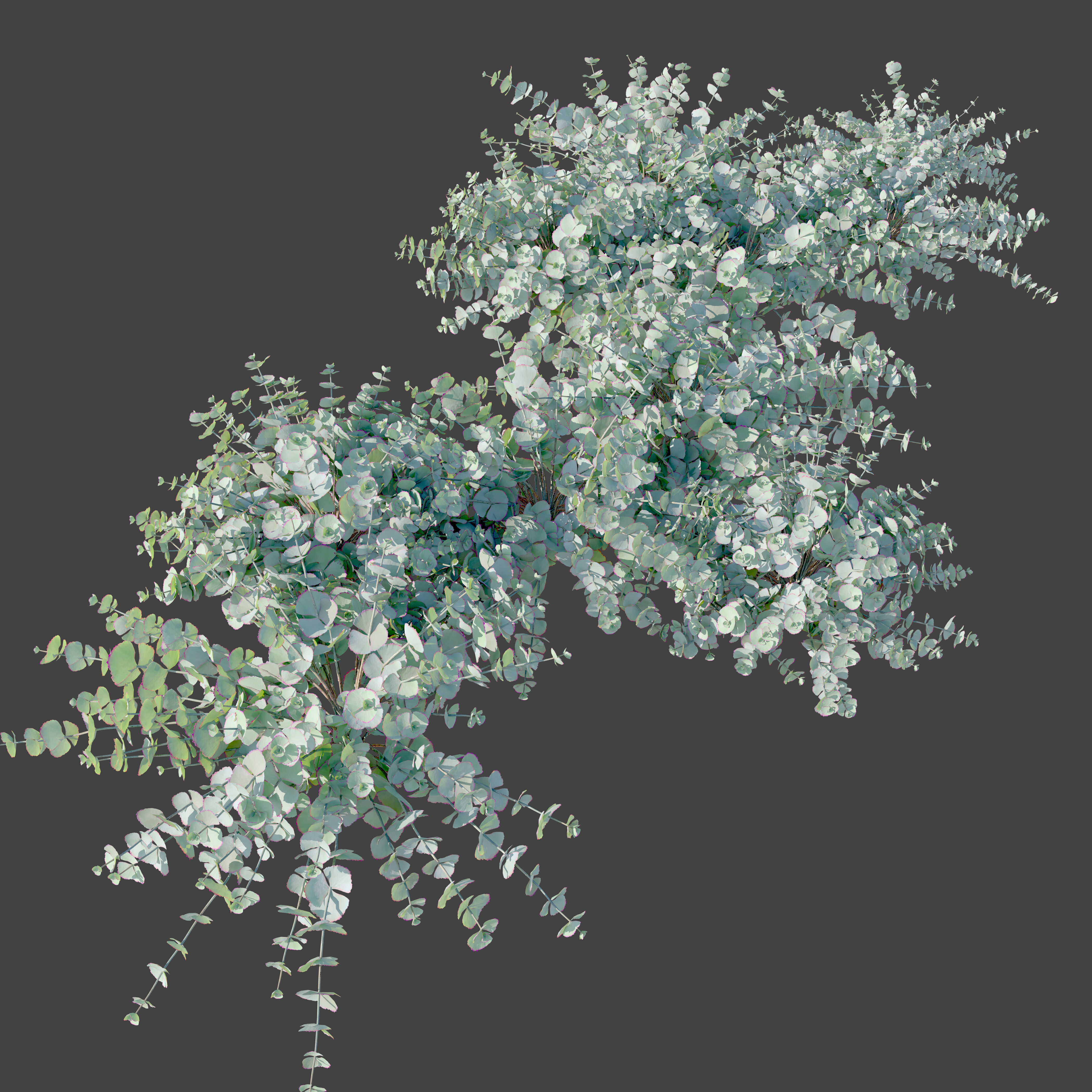 Sedum sieboldii 3D model_3