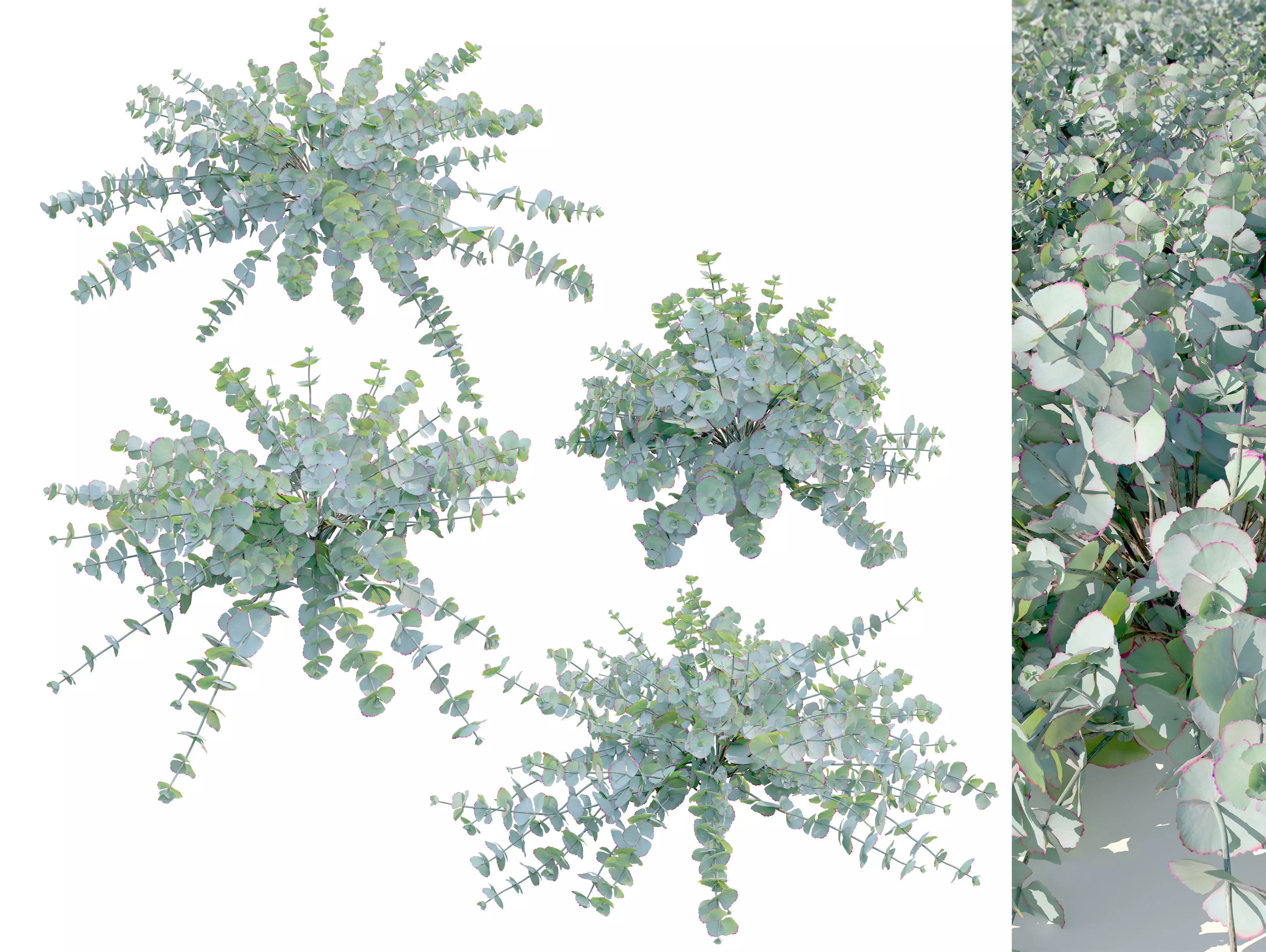 Sedum sieboldii 3D model_0