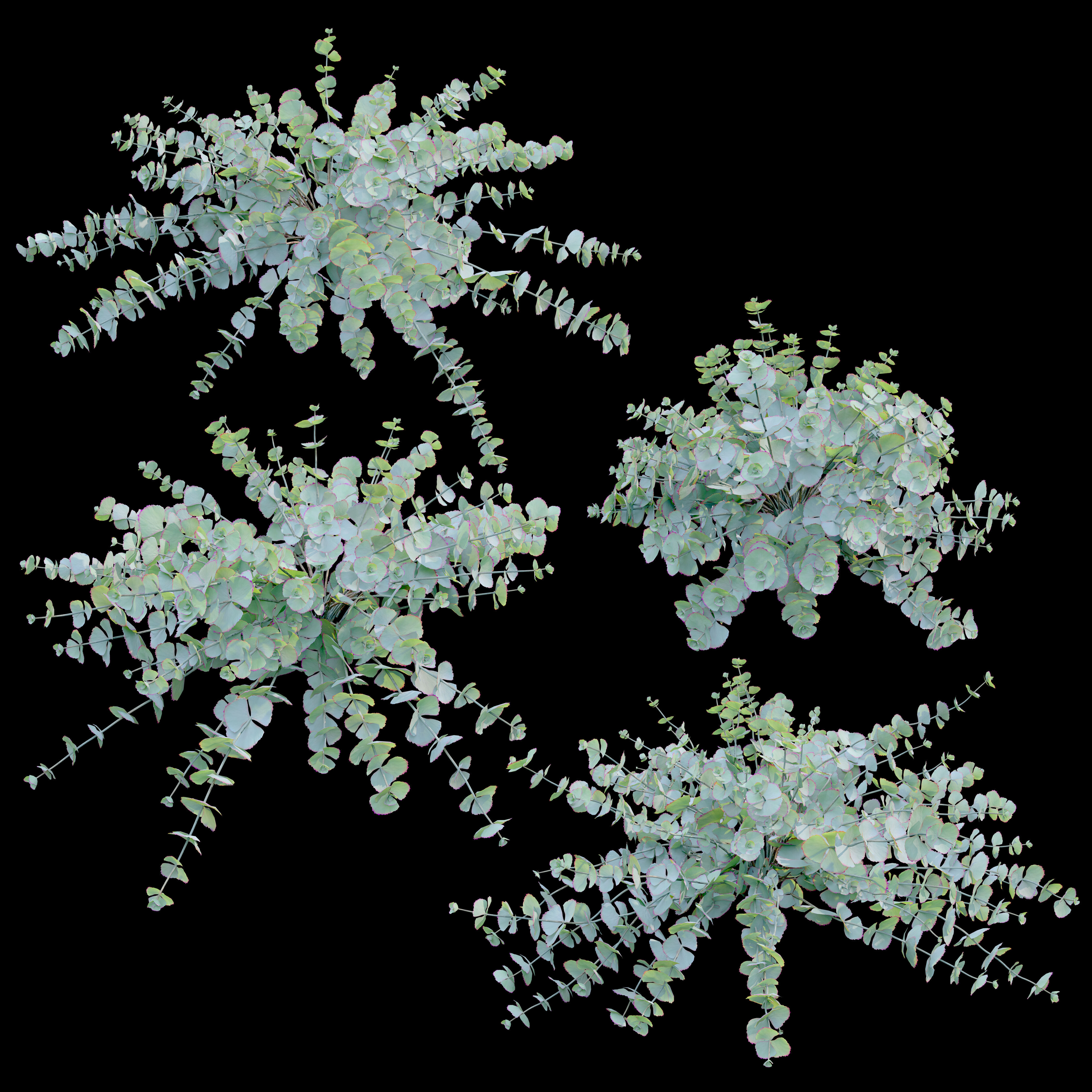 Sedum sieboldii 3D model_1