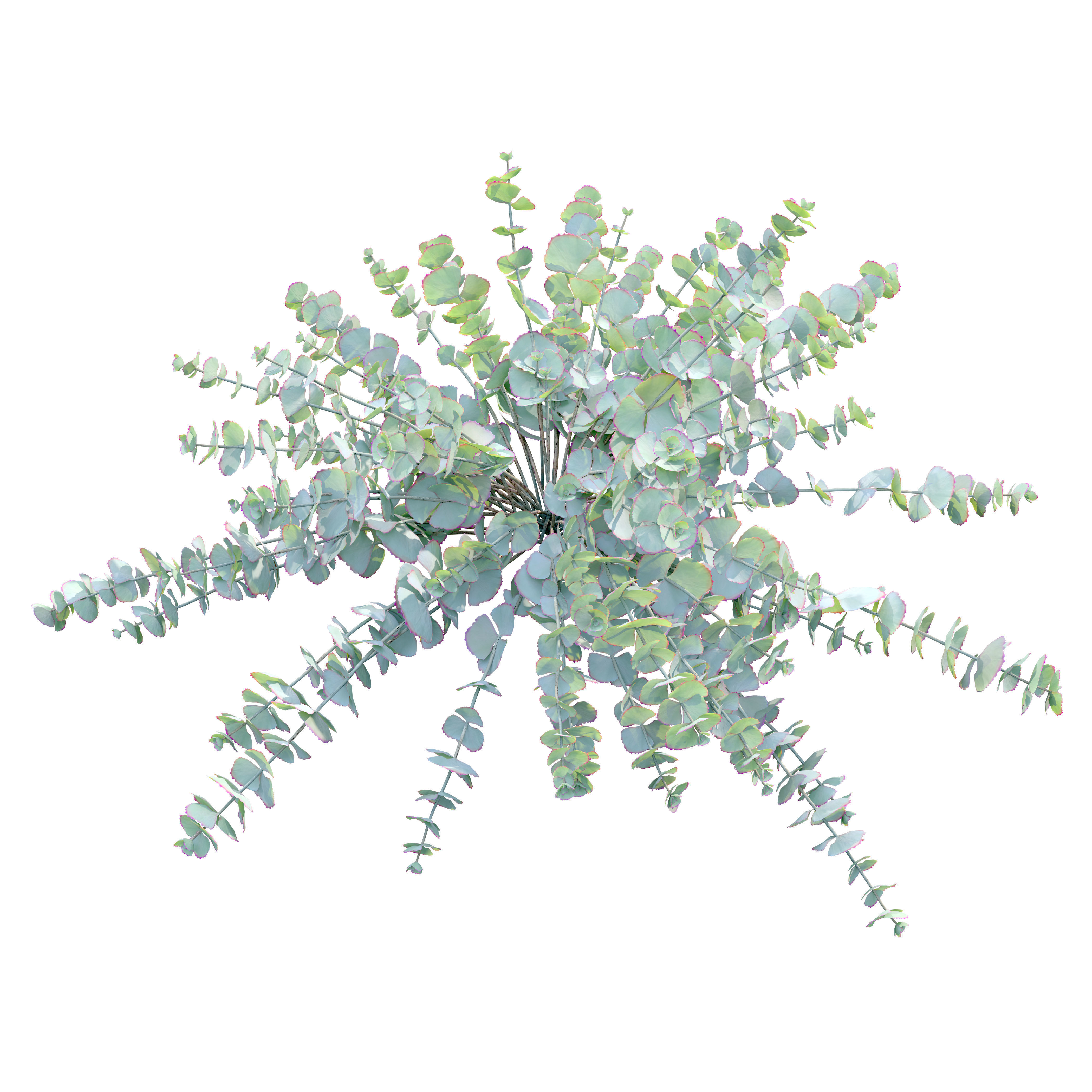 Sedum sieboldii 3D model_2