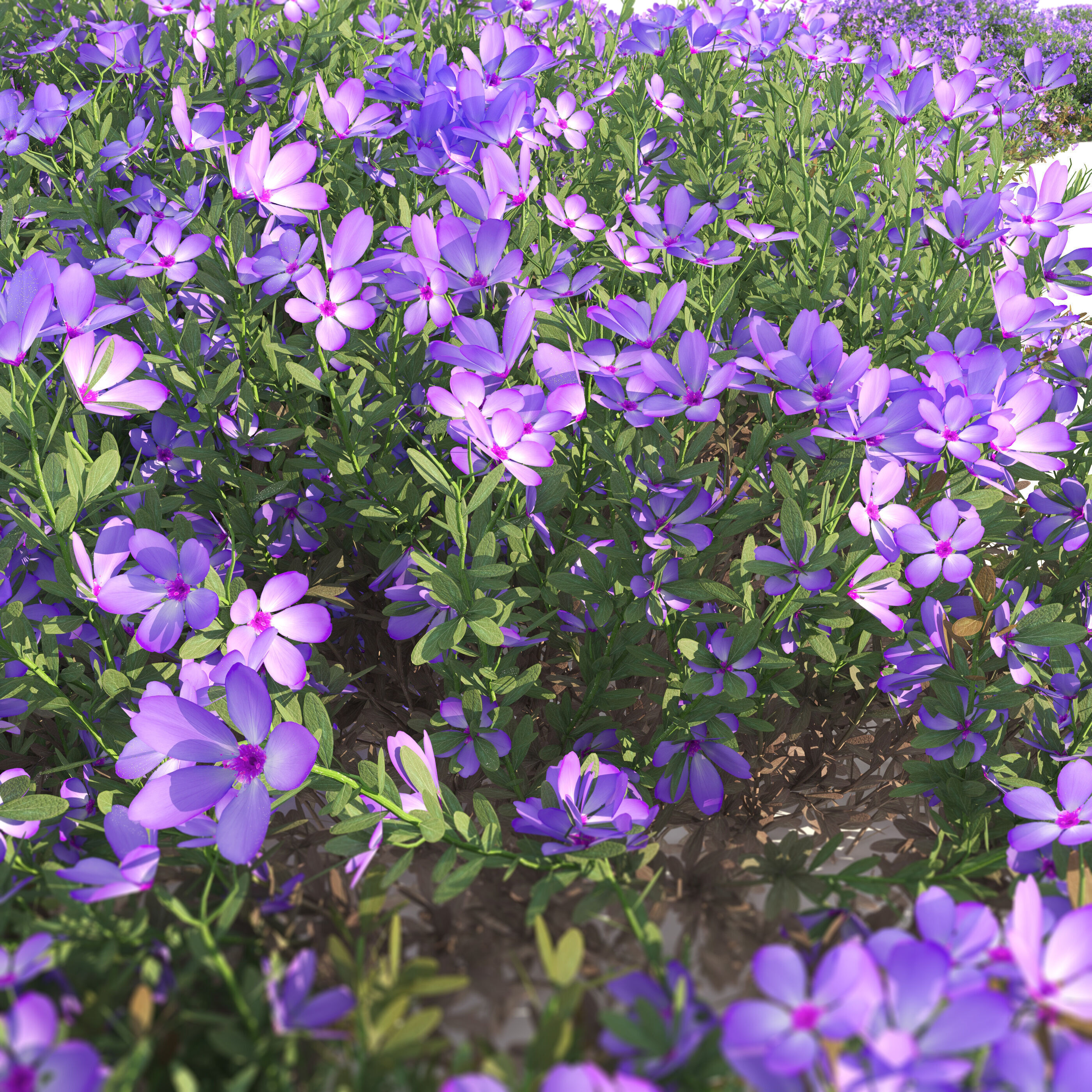 Mediterranean bush 3D model_4