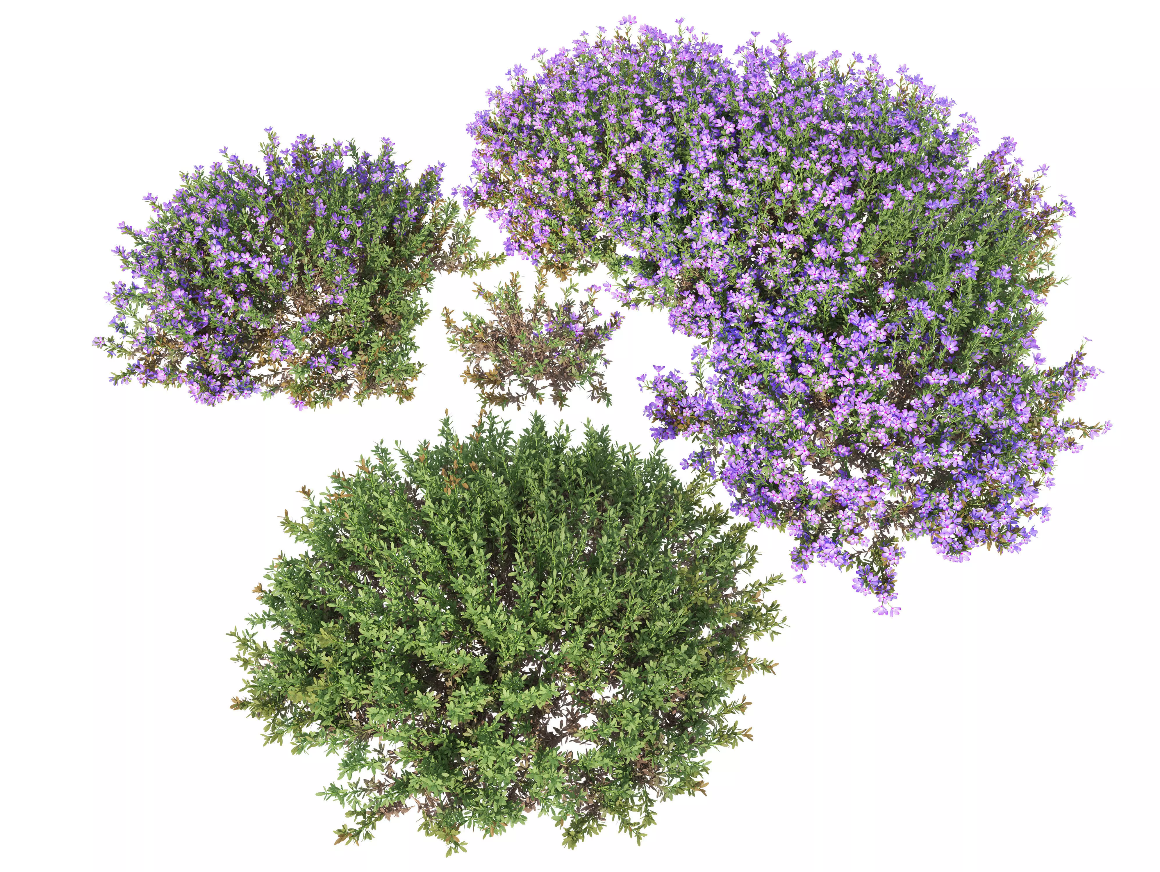 Mediterranean bush 3D model_0